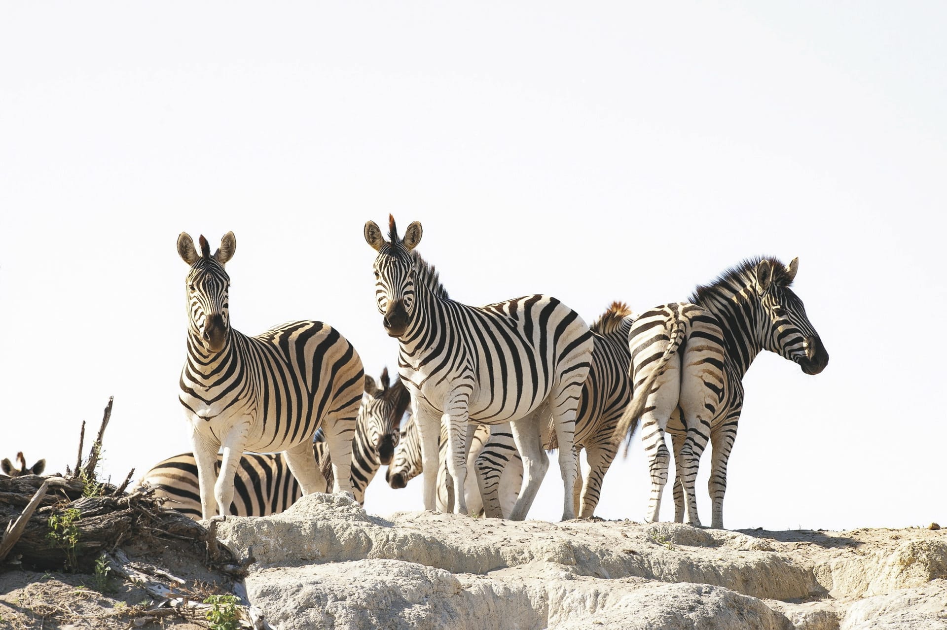 117114-BOT_20240813_JR