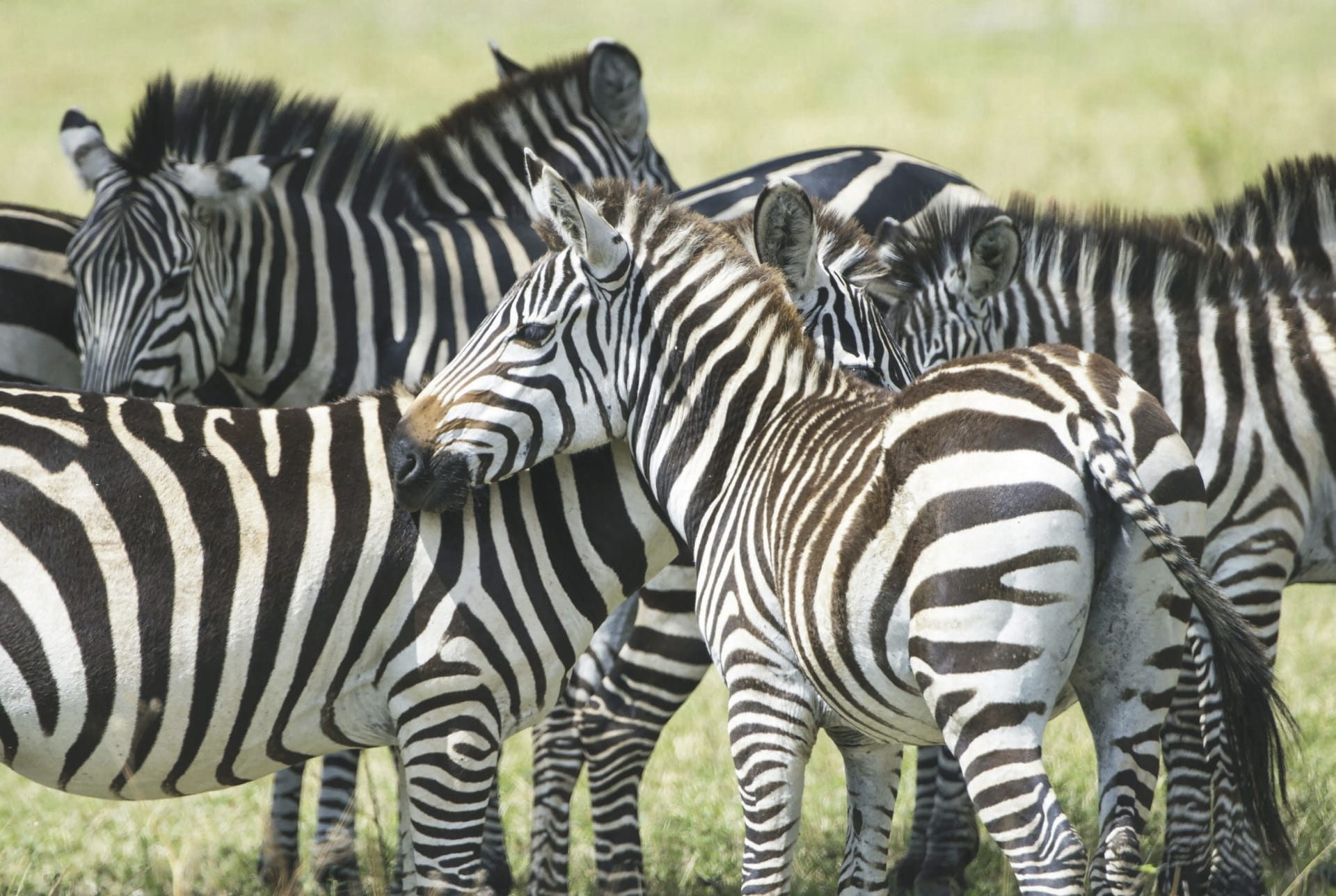 120483-TAZ_20250513_BI_38