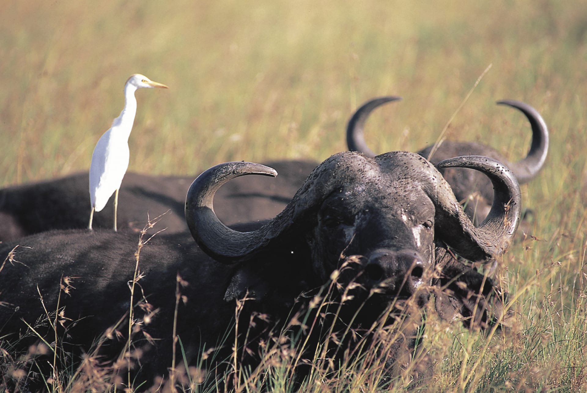 19903-KEN_DIV_053_20070404_BR