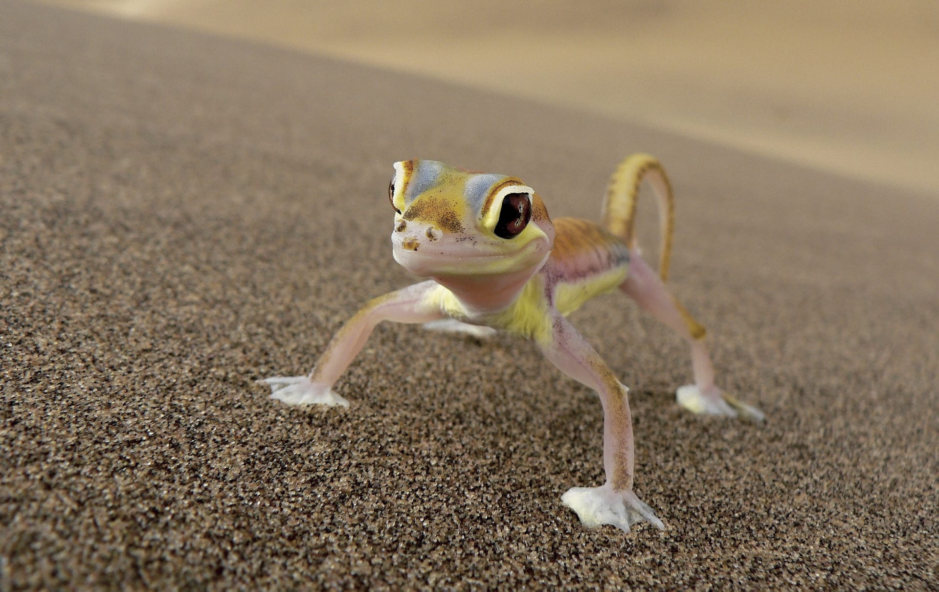 42584-NA_REG_921_20120710_AD