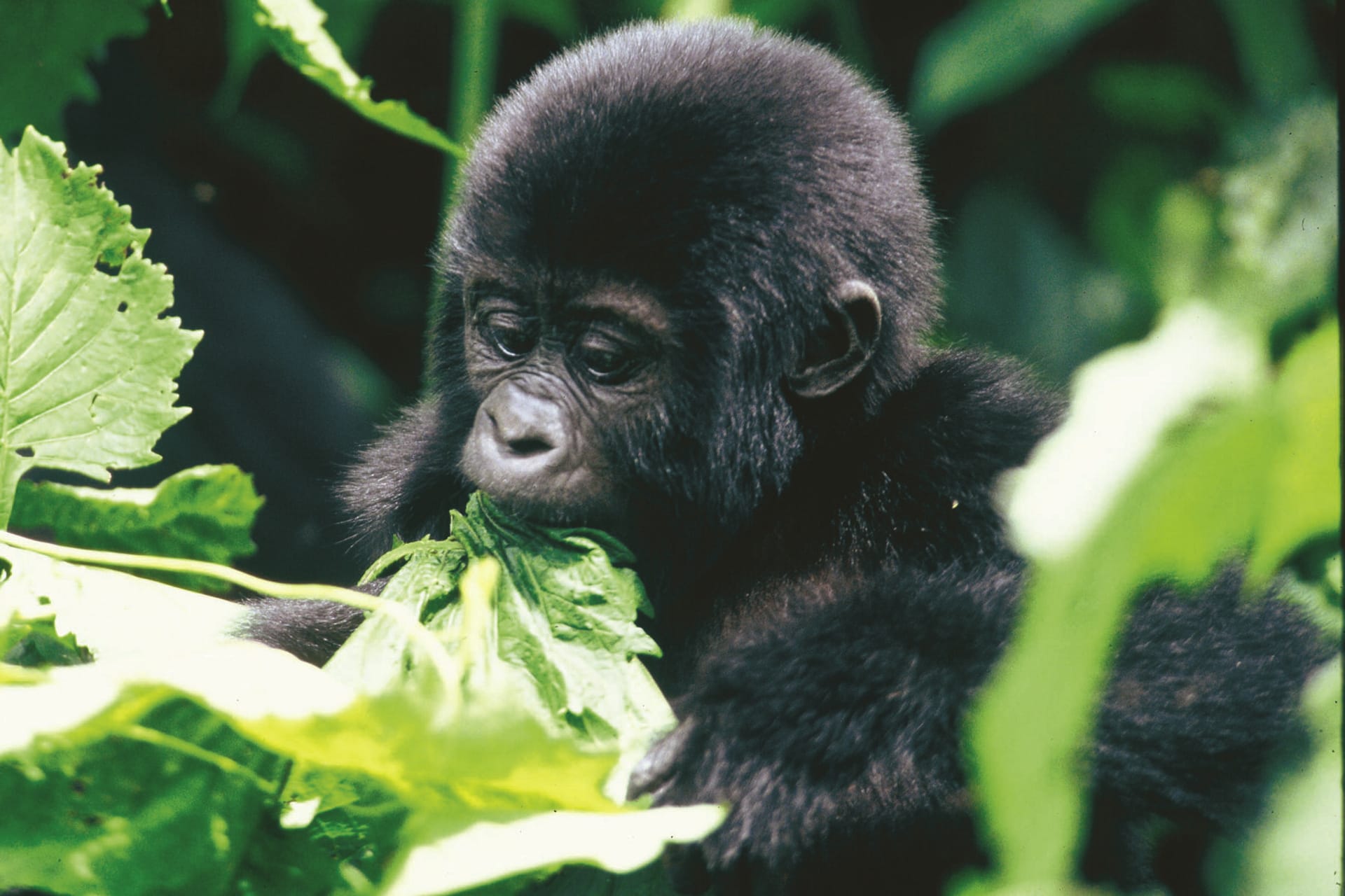 48911-UGA_DIV_027_20130802_DIA