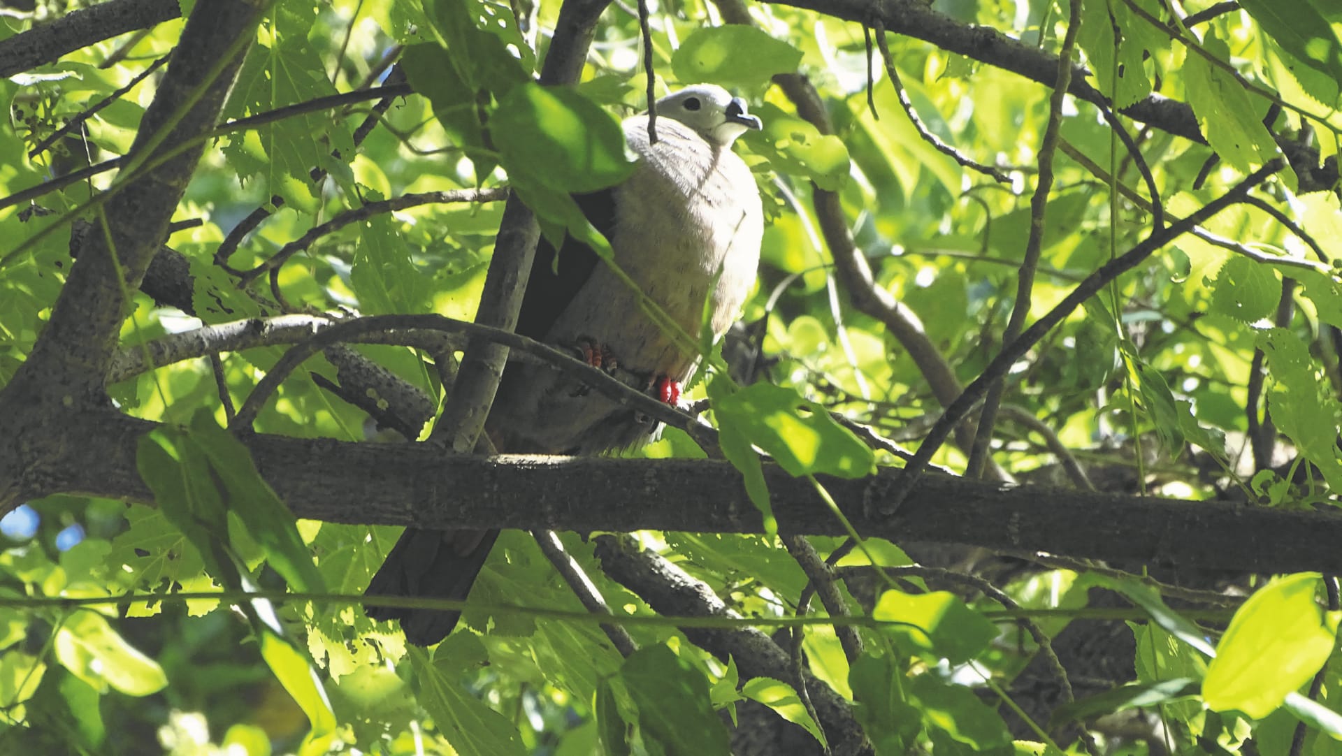 75812-SPC_RAR_869_20170804_PP