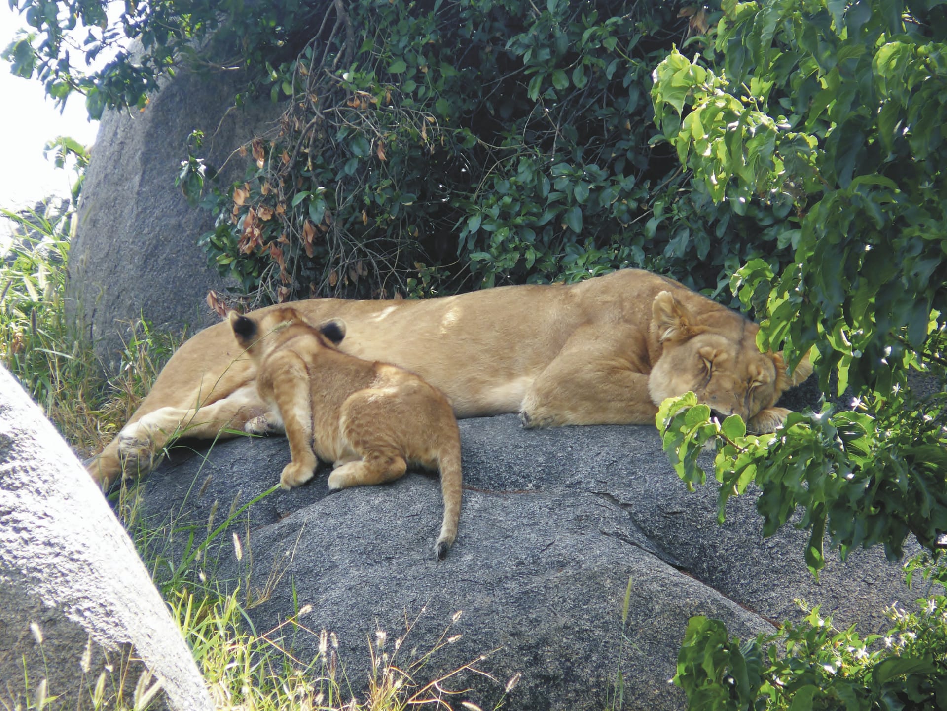 86409-TAZ_20180810_YF_1