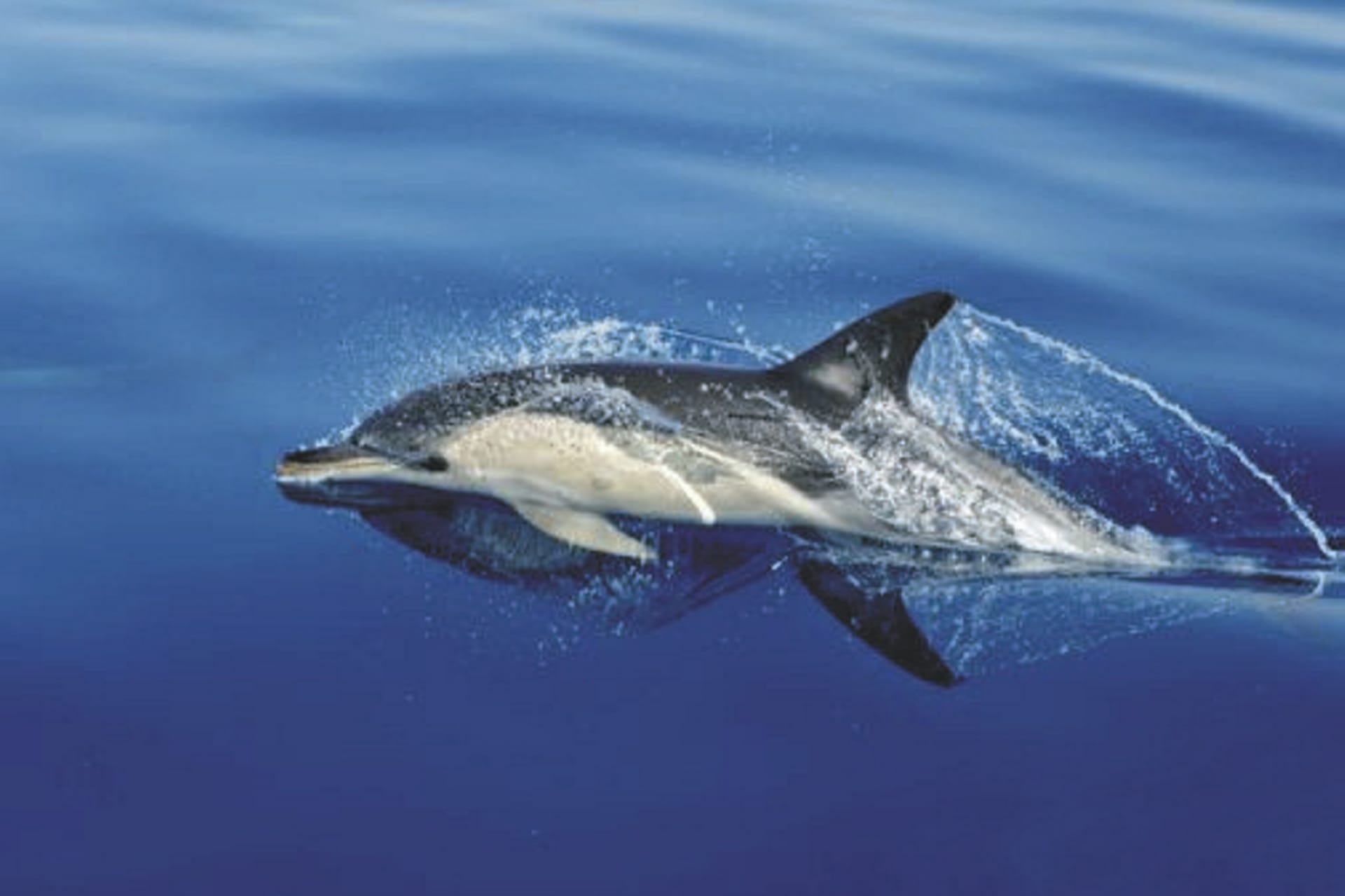 86442-IOZ_MAU_20180810_OL_1_12