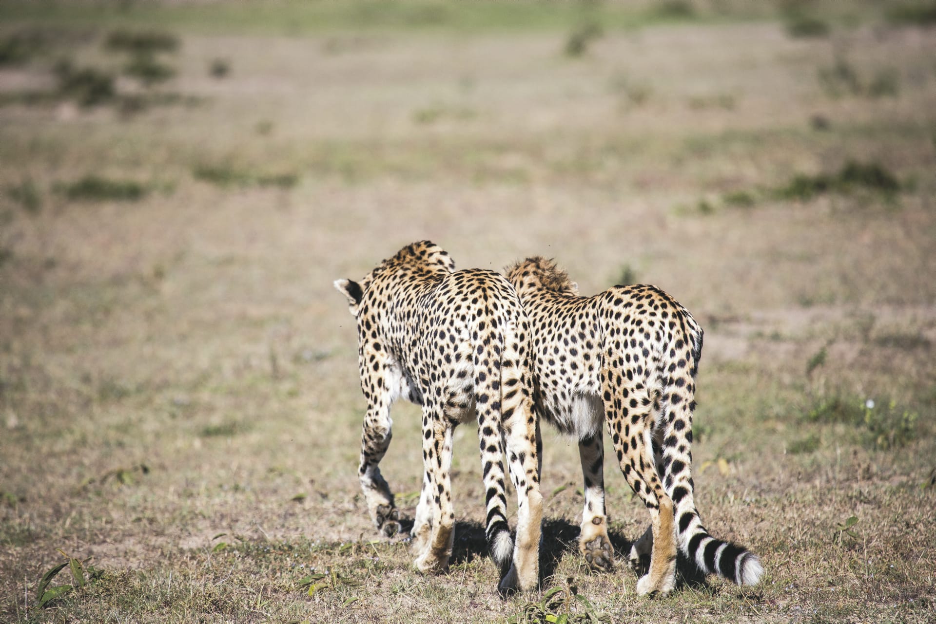 87055-KEN_20180820_YF_2