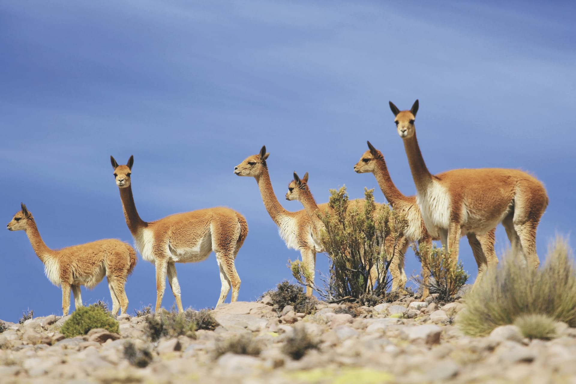 98221-SAM_CHI_20191014_KHM