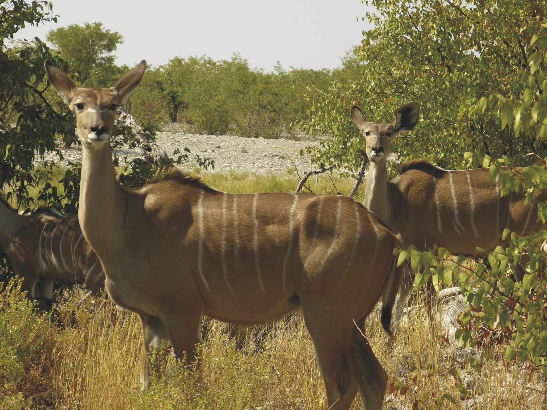 AFR_NA_145_20151021_KA