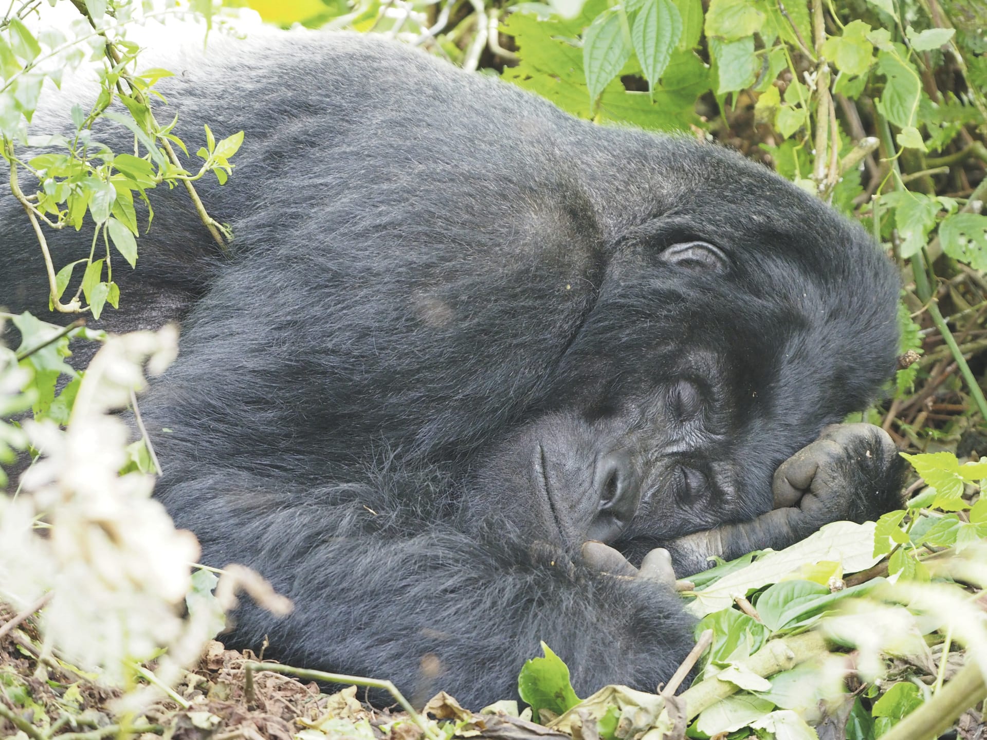 AFR_UG_20250630_JR_20