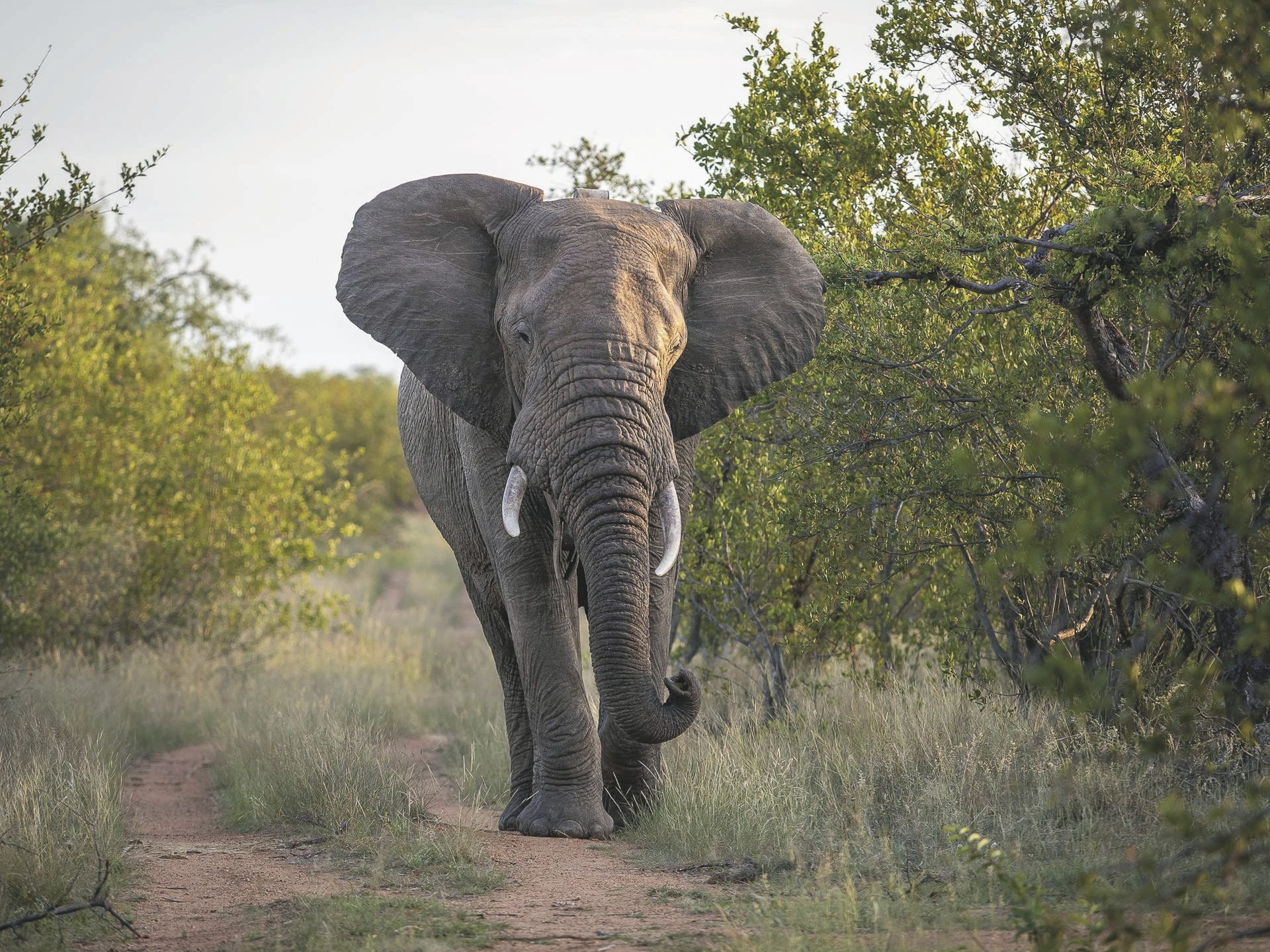 AFR_ZA_20250325_JR_7