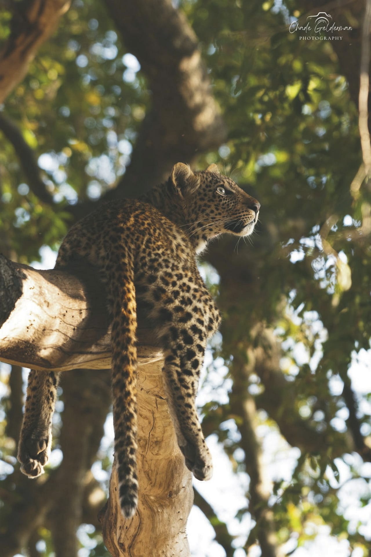 AFR_ZA_20250325_JR_8