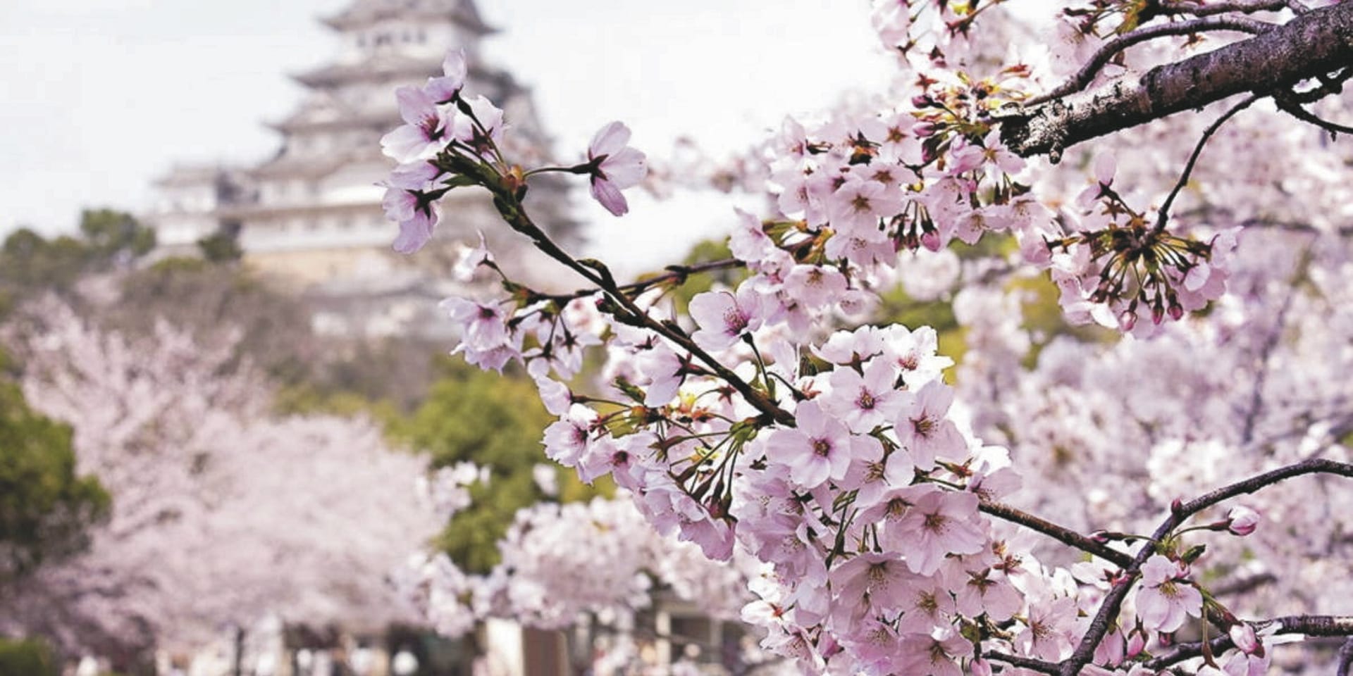 ASI_JAP_20241125_JL_3