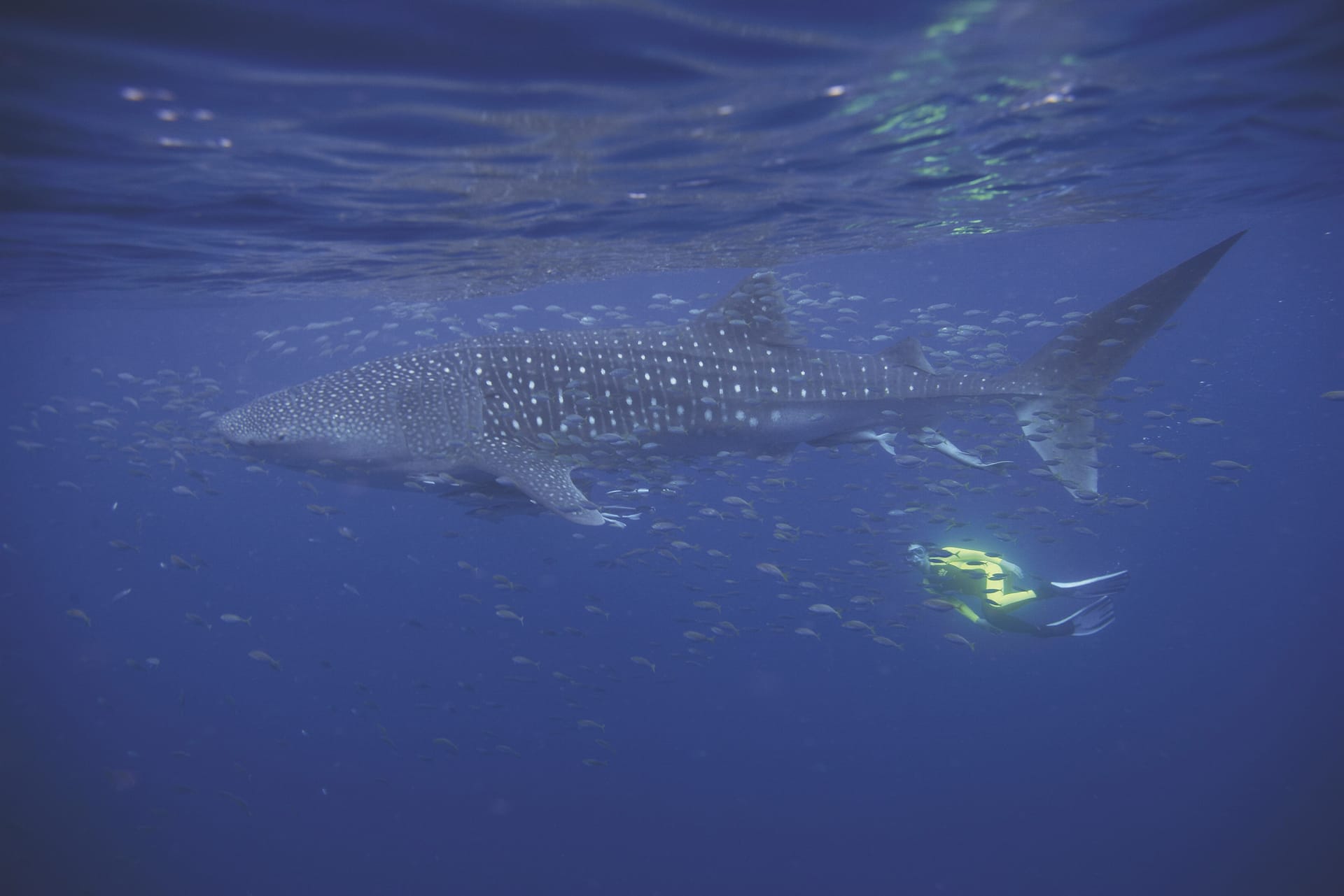 AUS_DIV_1714_20071112_IVB