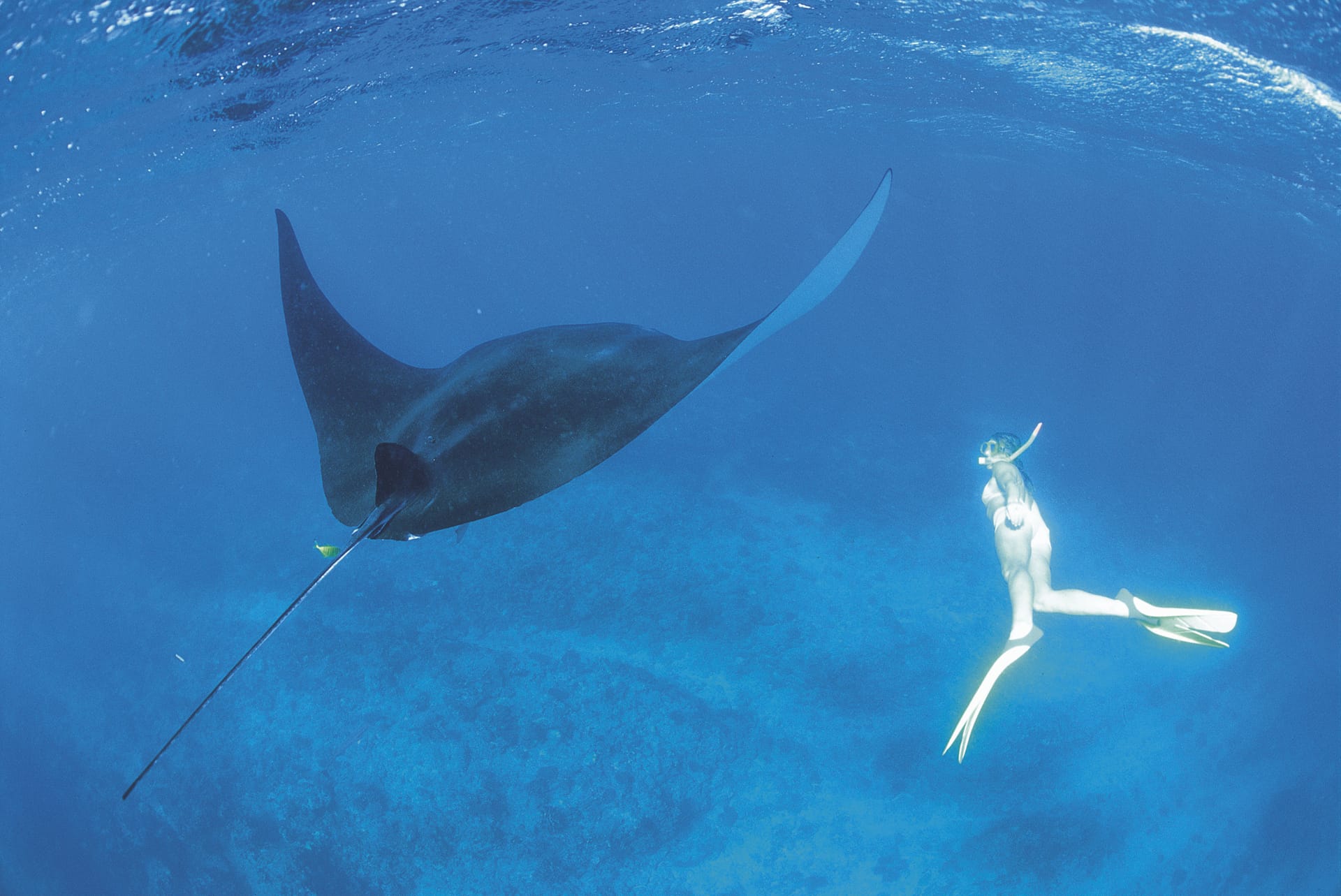 AUS_DIV_1725_20071112_IVB