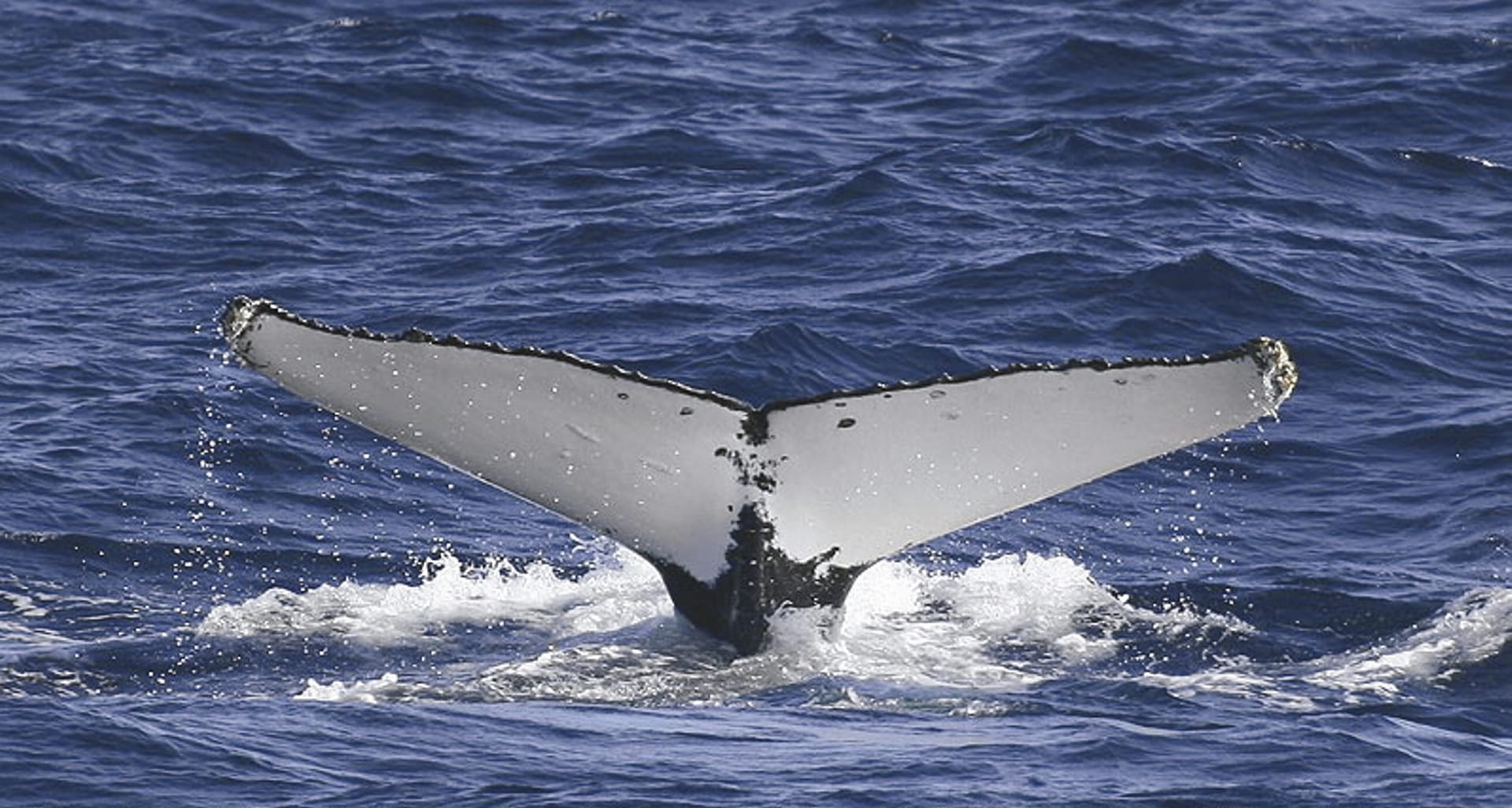 AUS_NSW_002_20090914_IVB