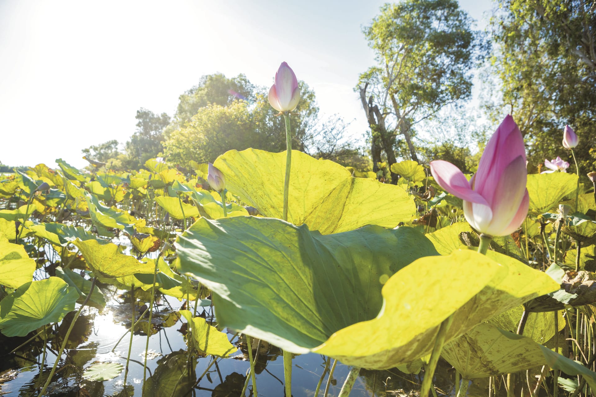 AUS_NT_008_20131021_IvB