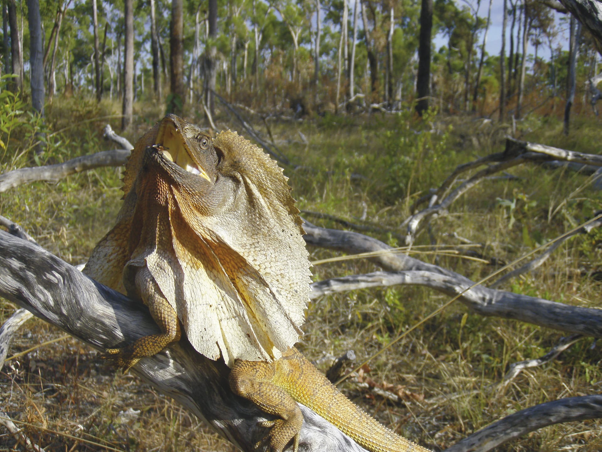 AUS_NT_020_20100909_IvB