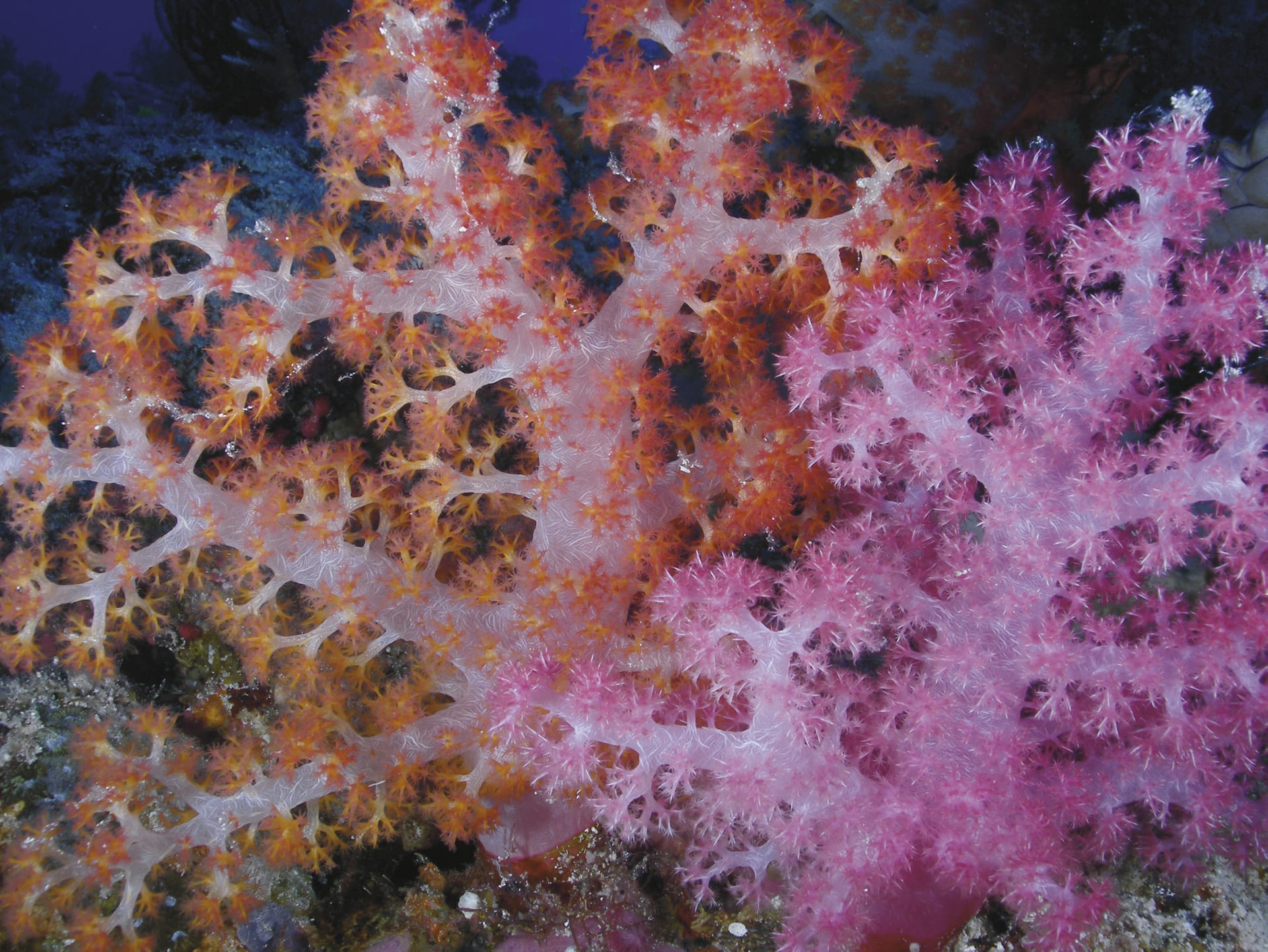 AUS_QLD_017_20100906_IvB