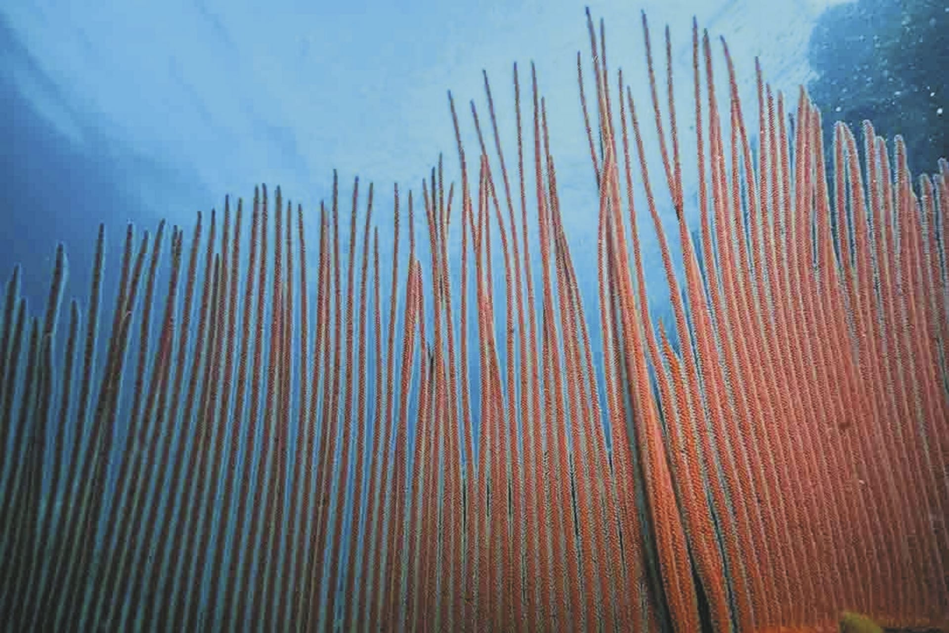 AUS_QLD_20191013_IVB_10