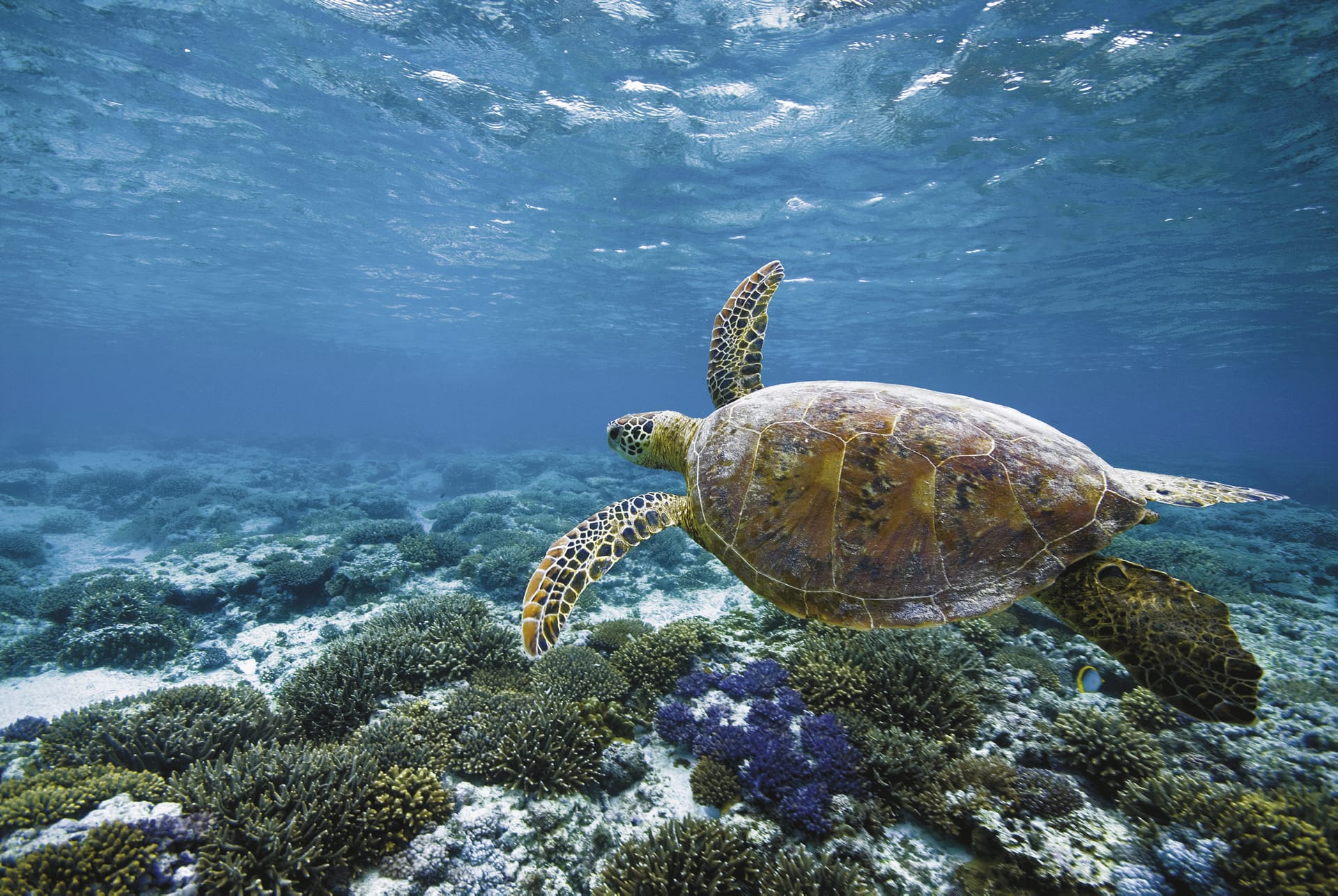 AUS_QLD_211_20100628_SS