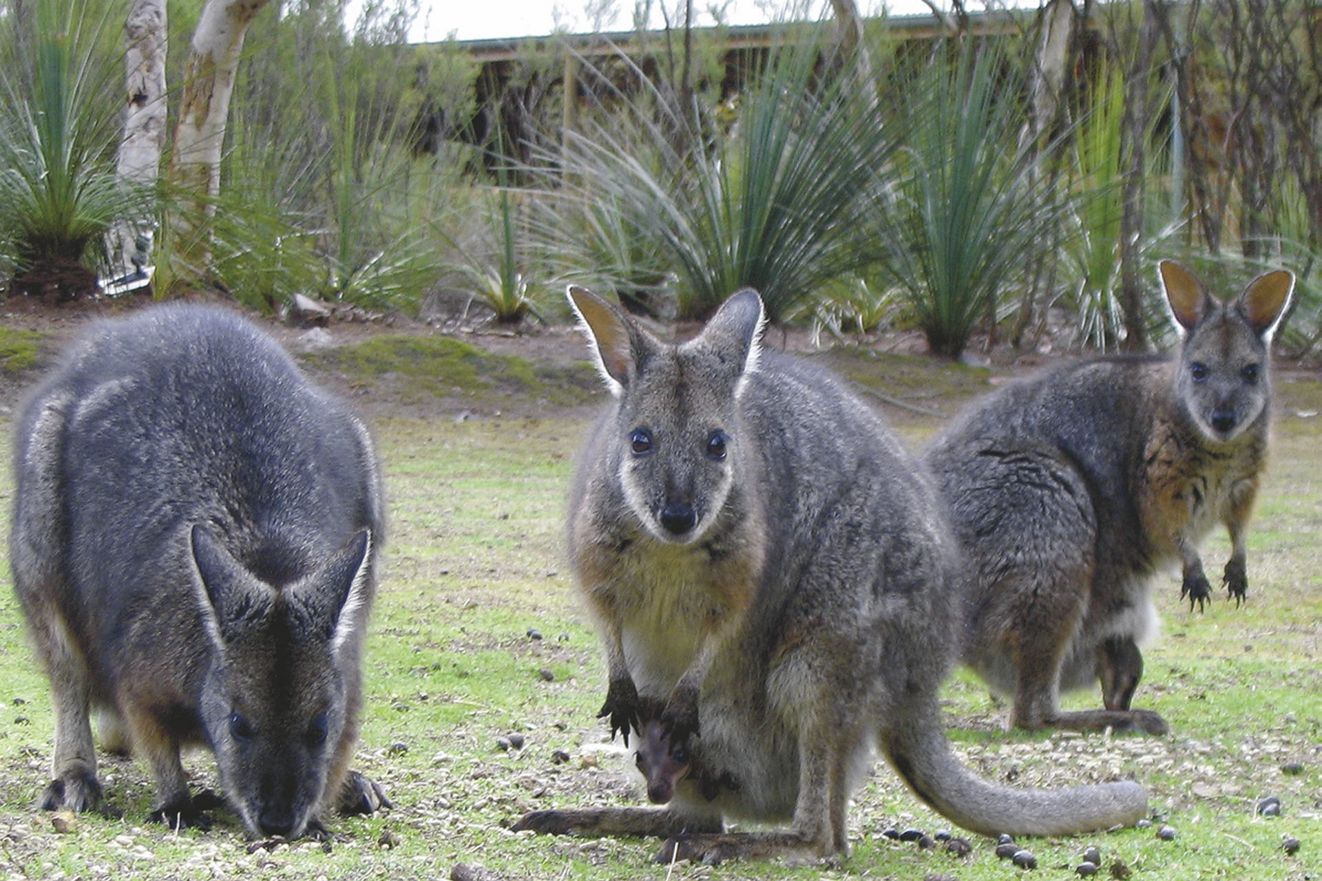 AUS_SA_136_20070313_BR