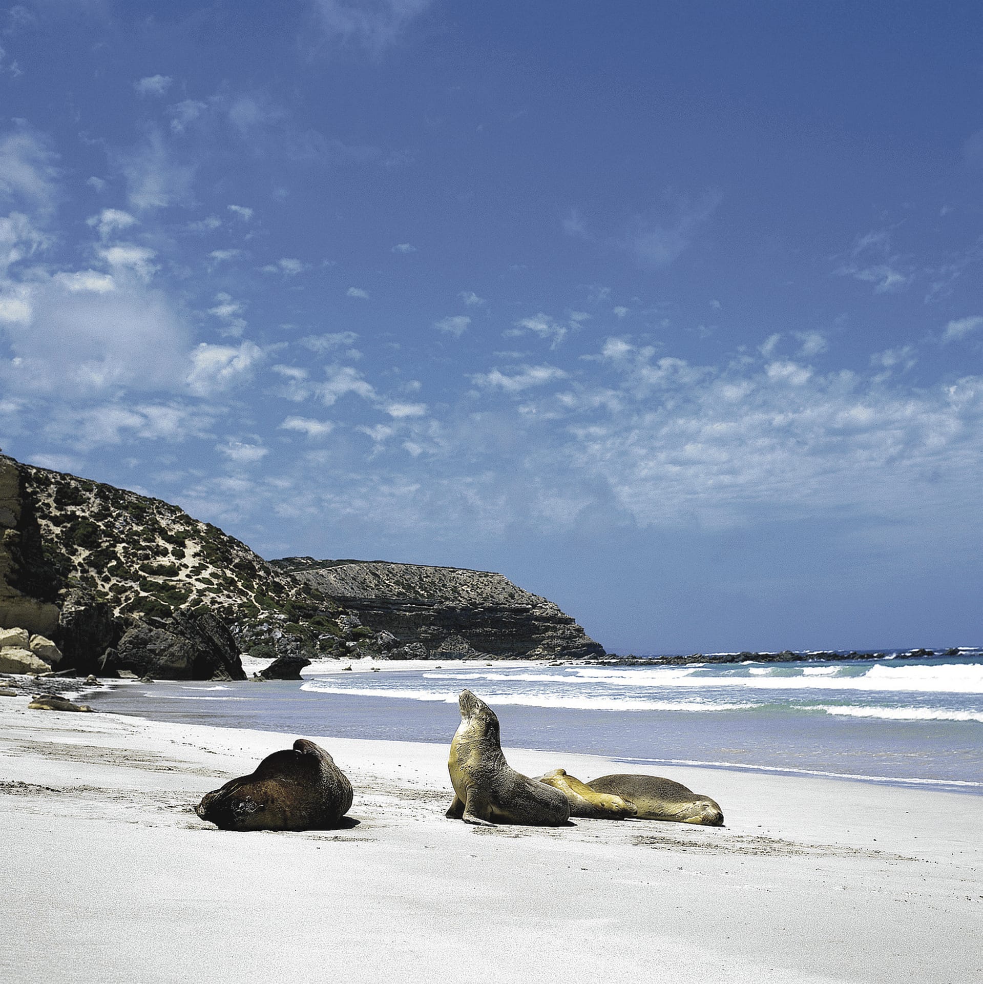 AUS_SA_1614_20071029_IVB