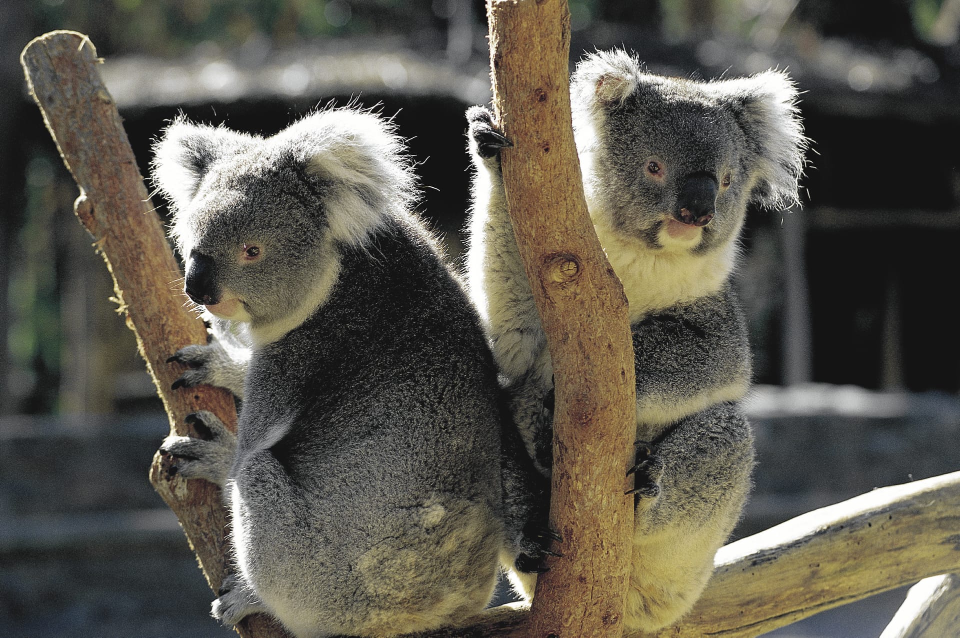 AUS_SA_228_20100630_SS