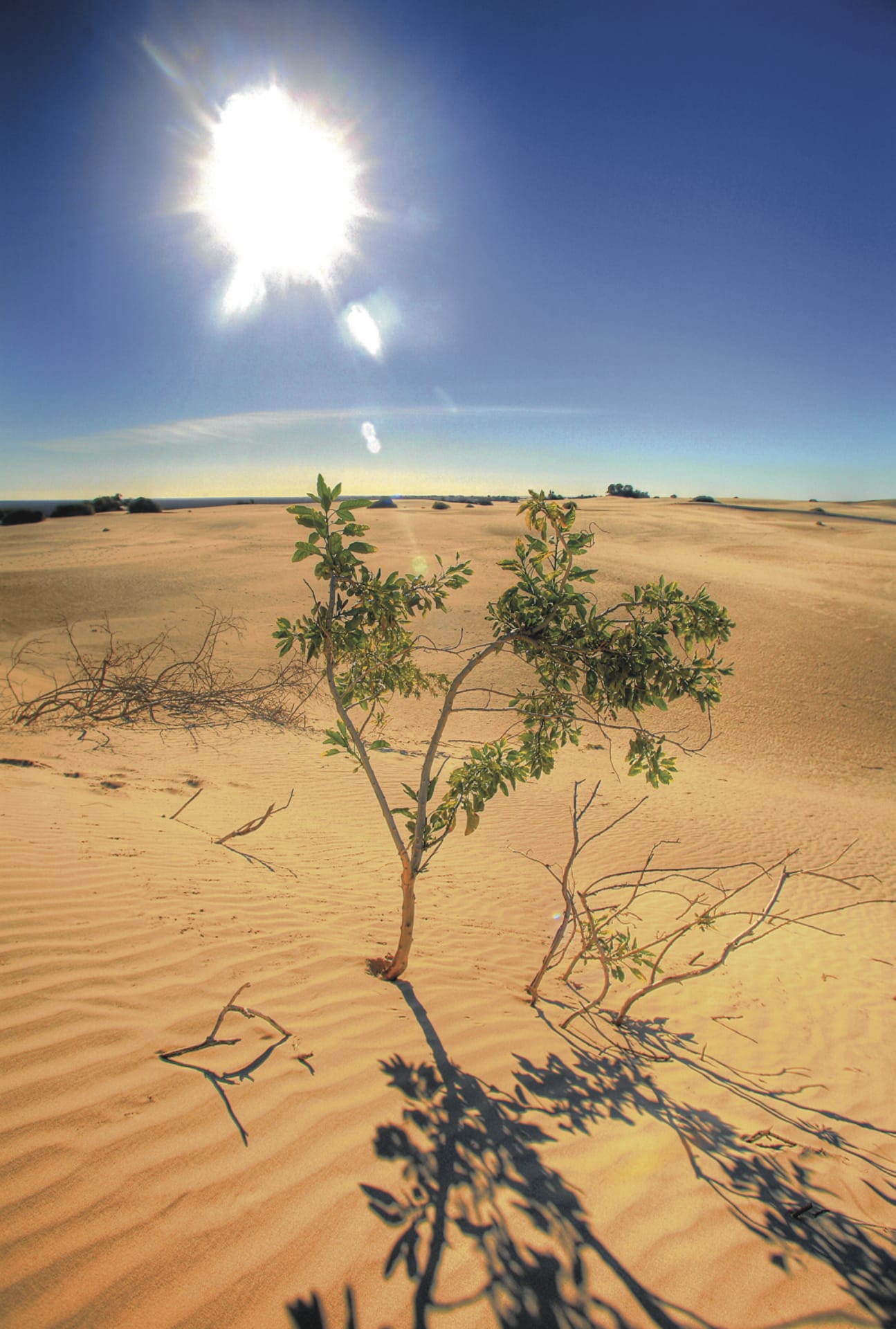 AUS_SA_304_20090625_SS