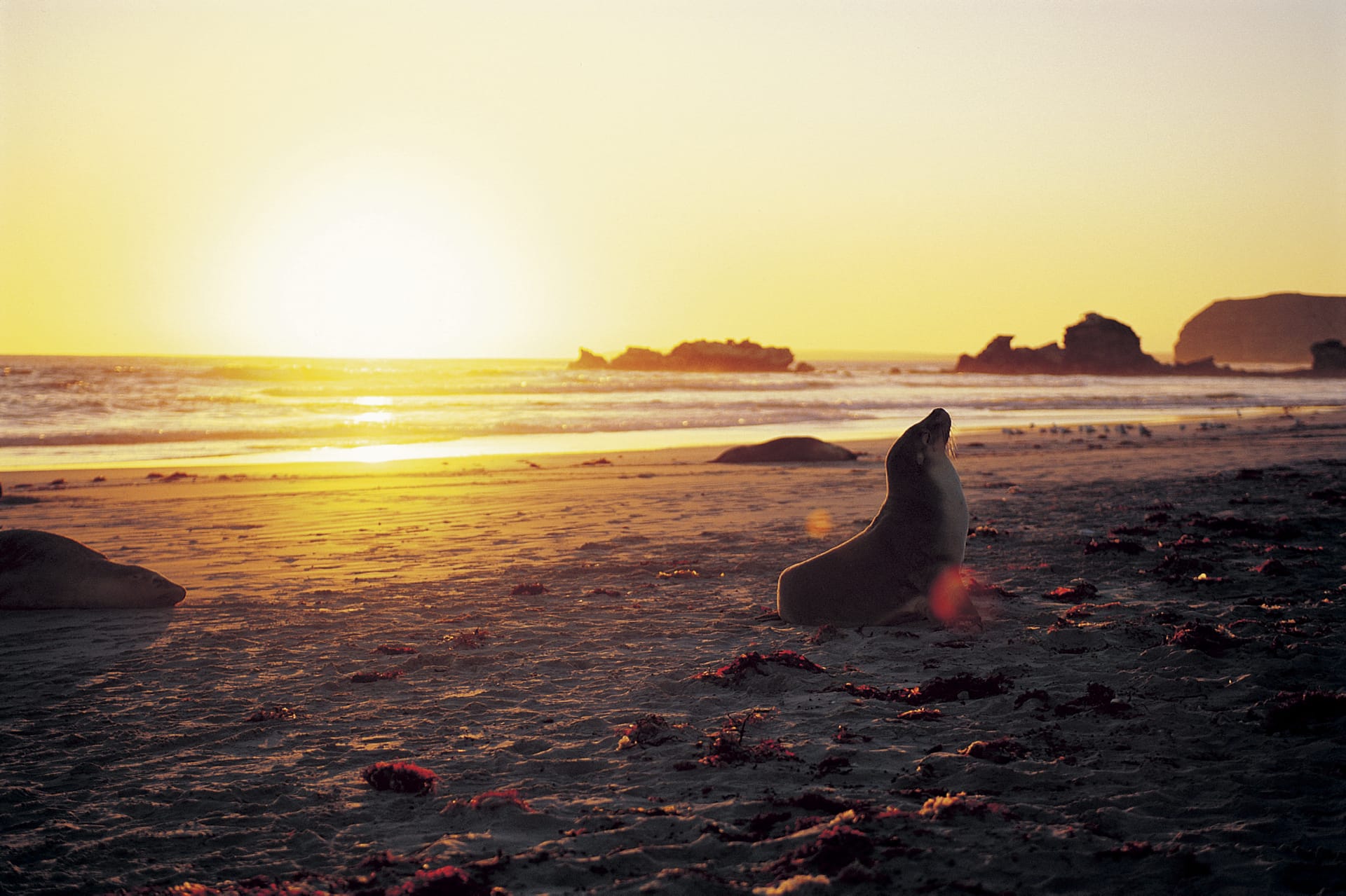 AUS_SA_351_20120419_ss