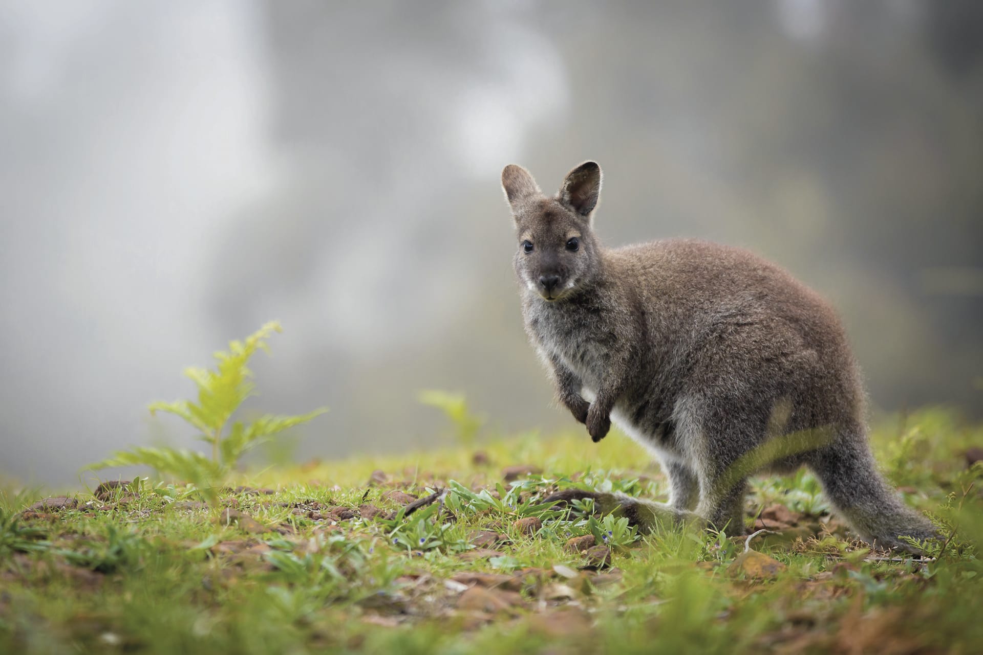 AUS_TAS_001_20170926_BR