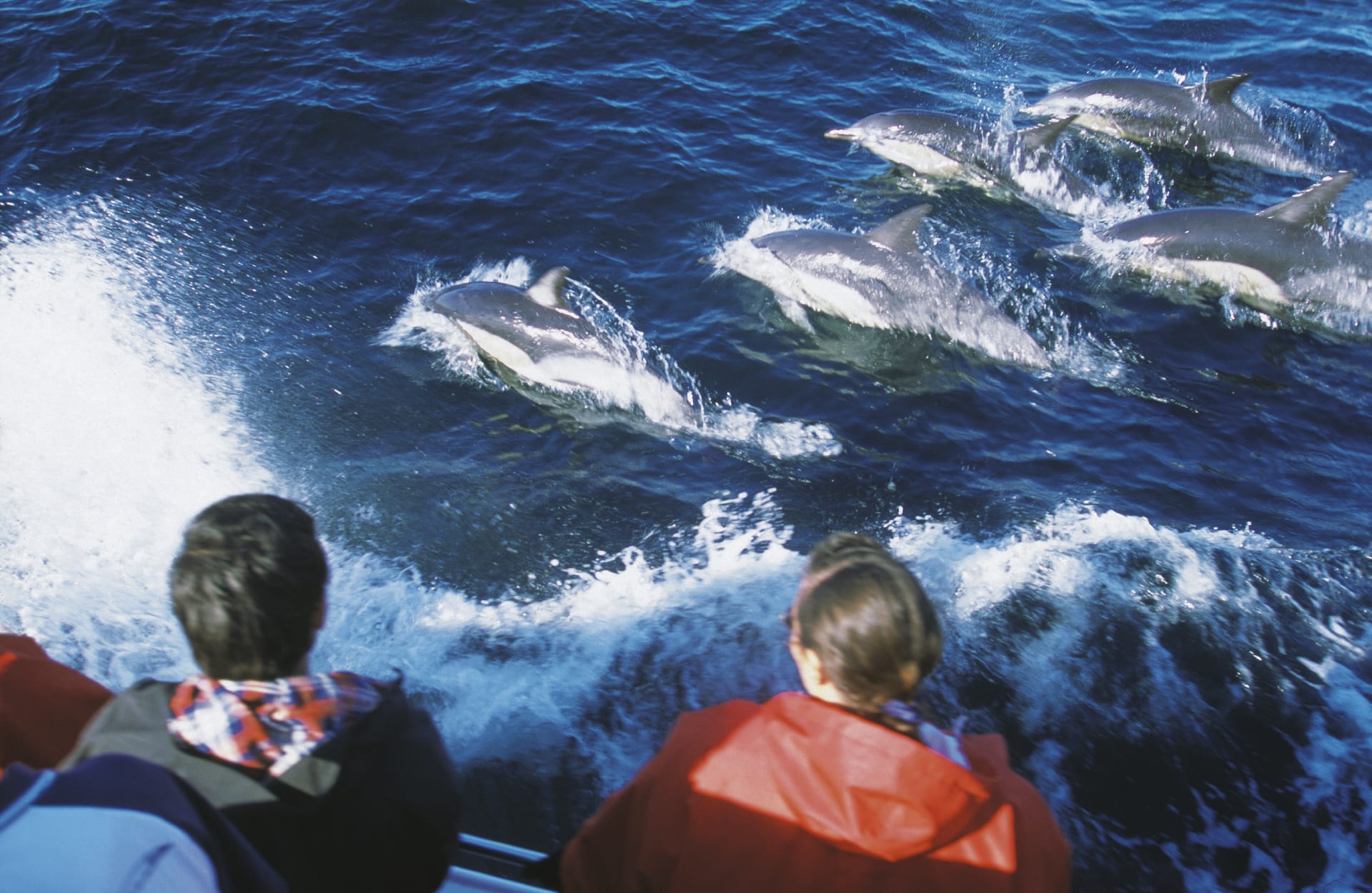 AUS_TAS_035_20080425_SS