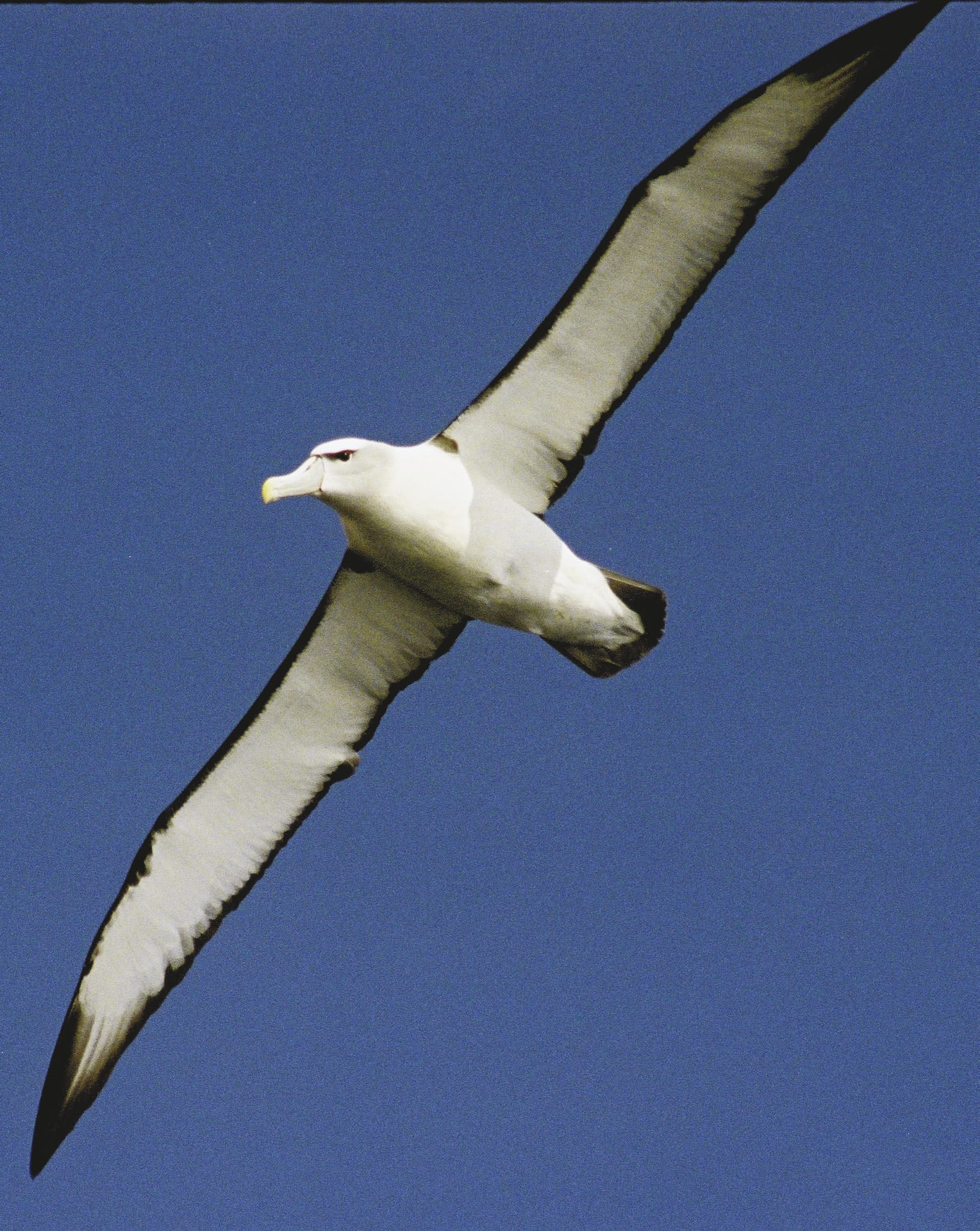 AUS_TAS_100_20081006_IVB