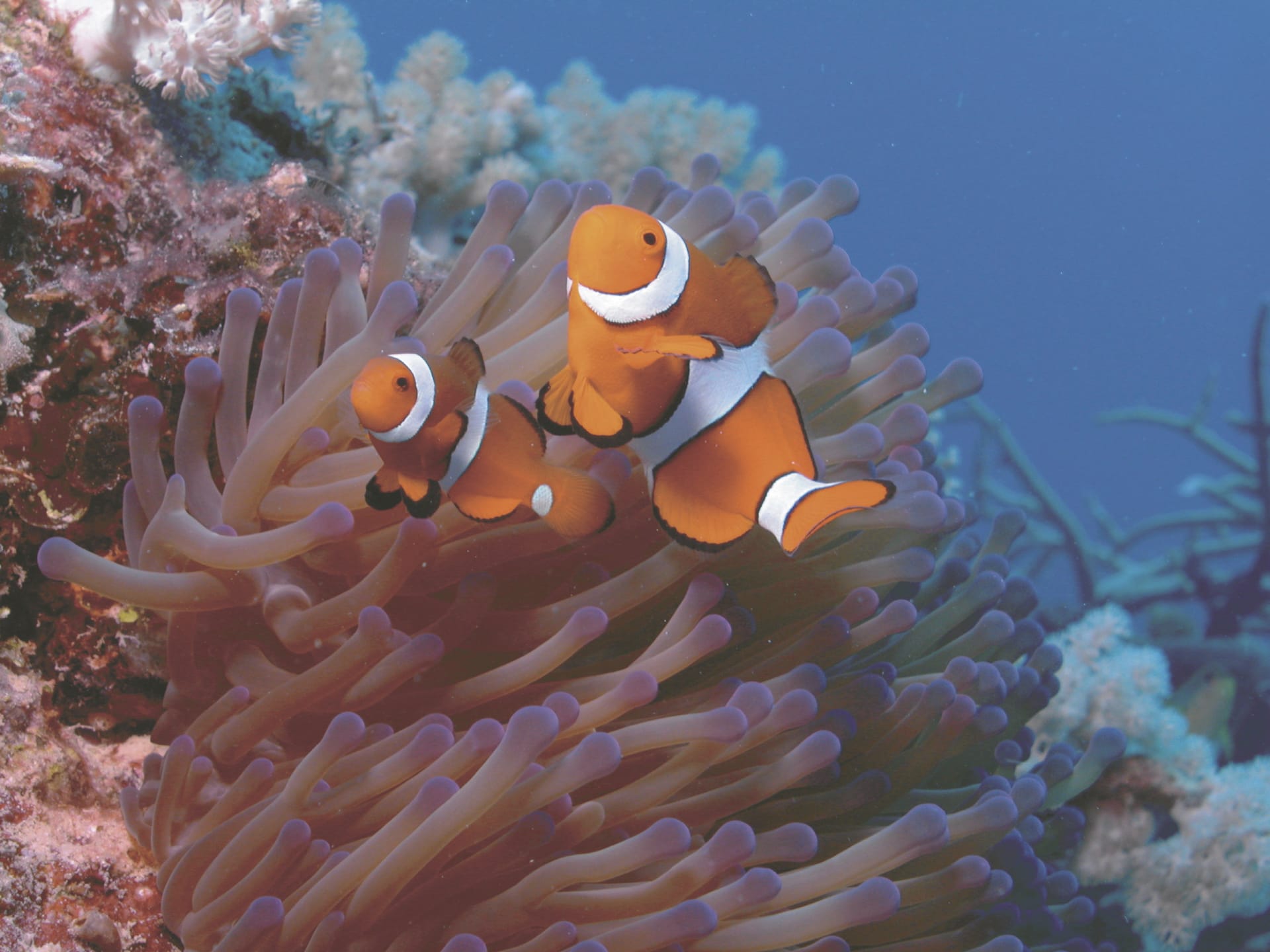 AUS_TRA_122_20080612_SS