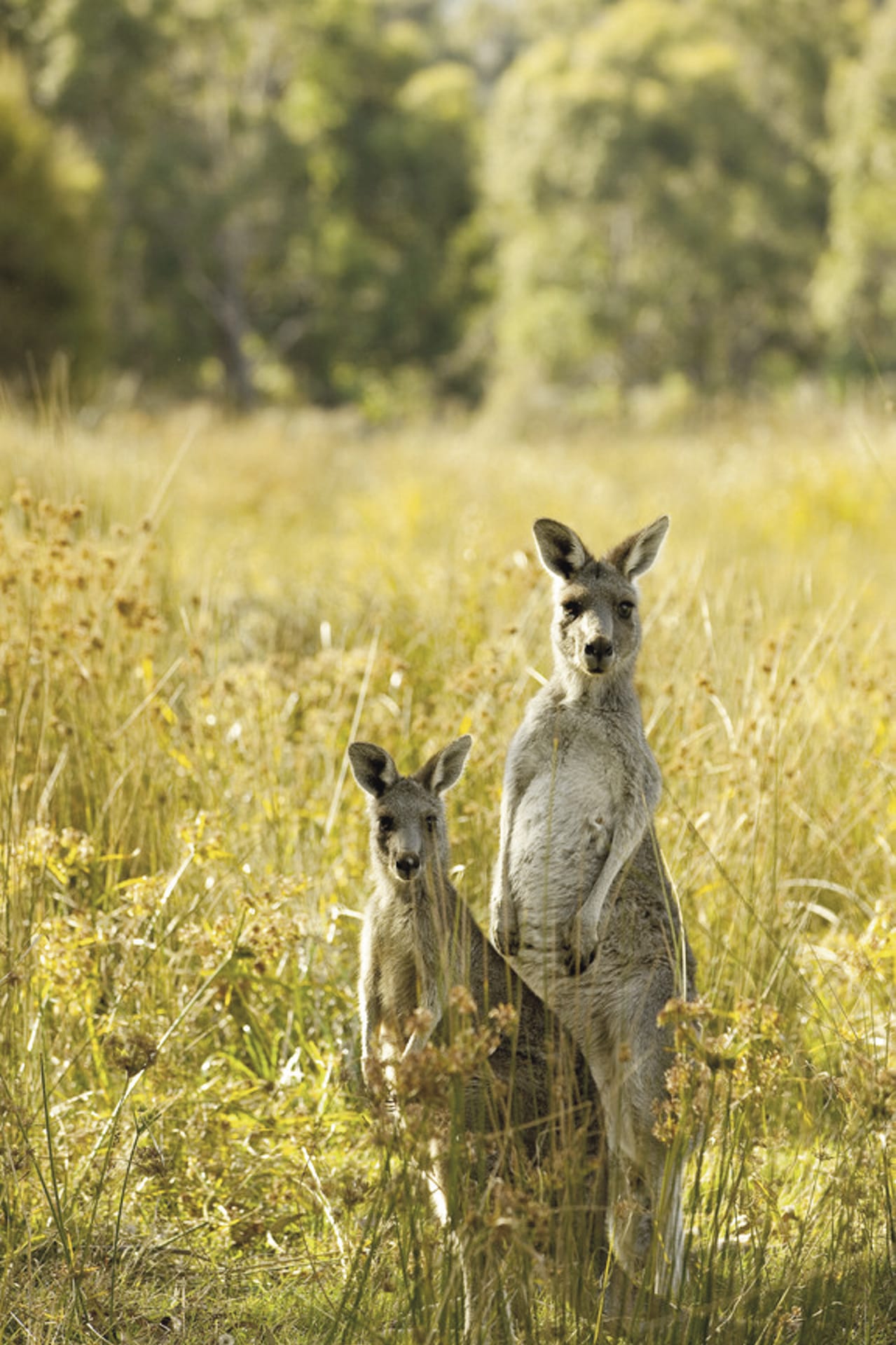 AUS_VIC_003_20171009_IvB