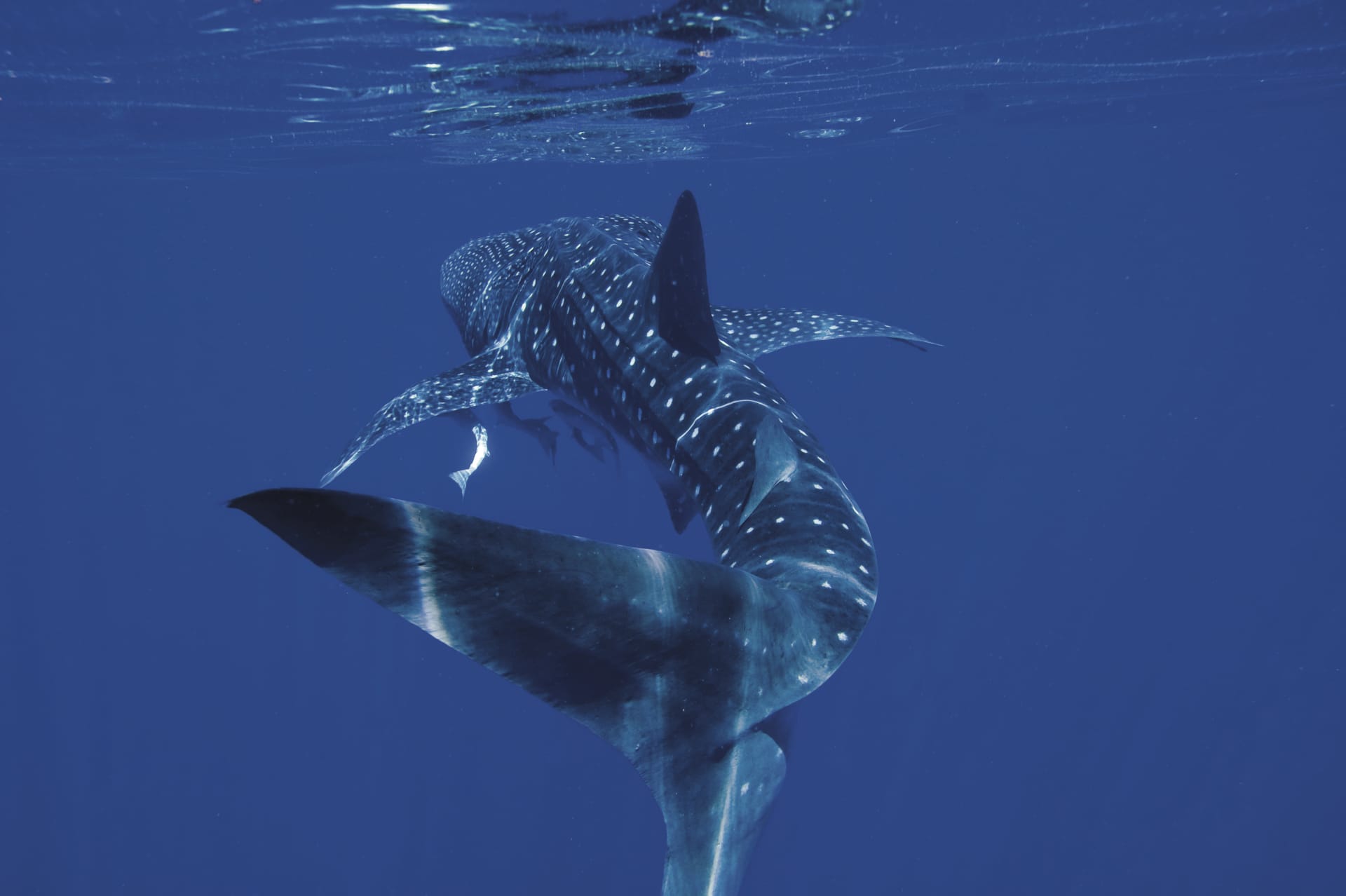 AUS_WA_016_20150109_IvB