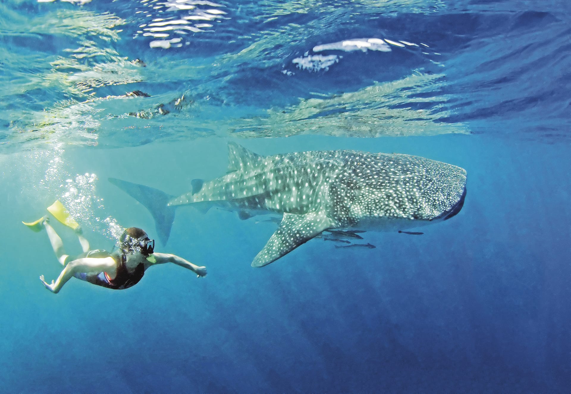 AUS_WA_022_20150126_IvB