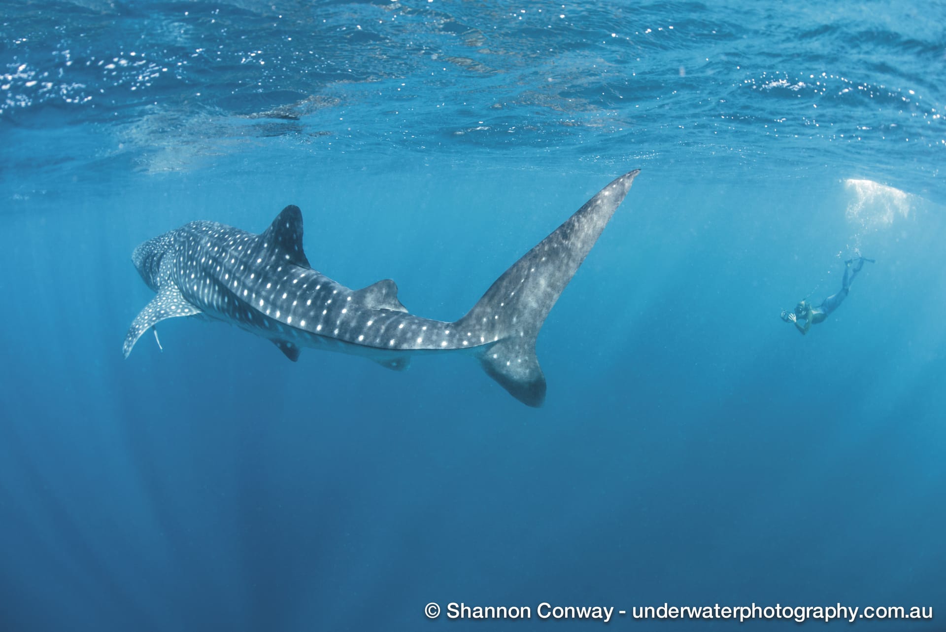 AUS_WA_024_20150126_IvB