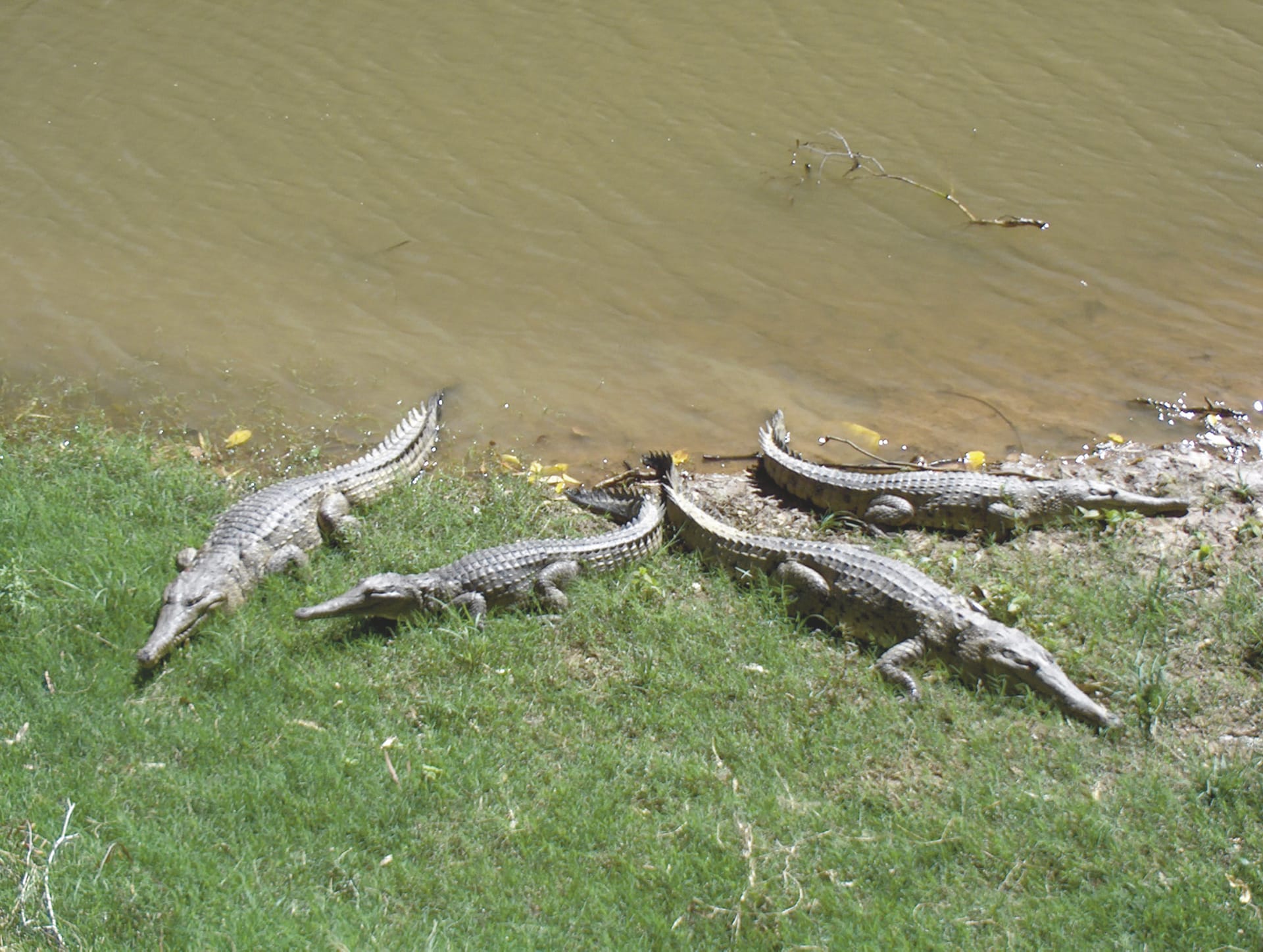 AUS_WA_040_20080513_IVB