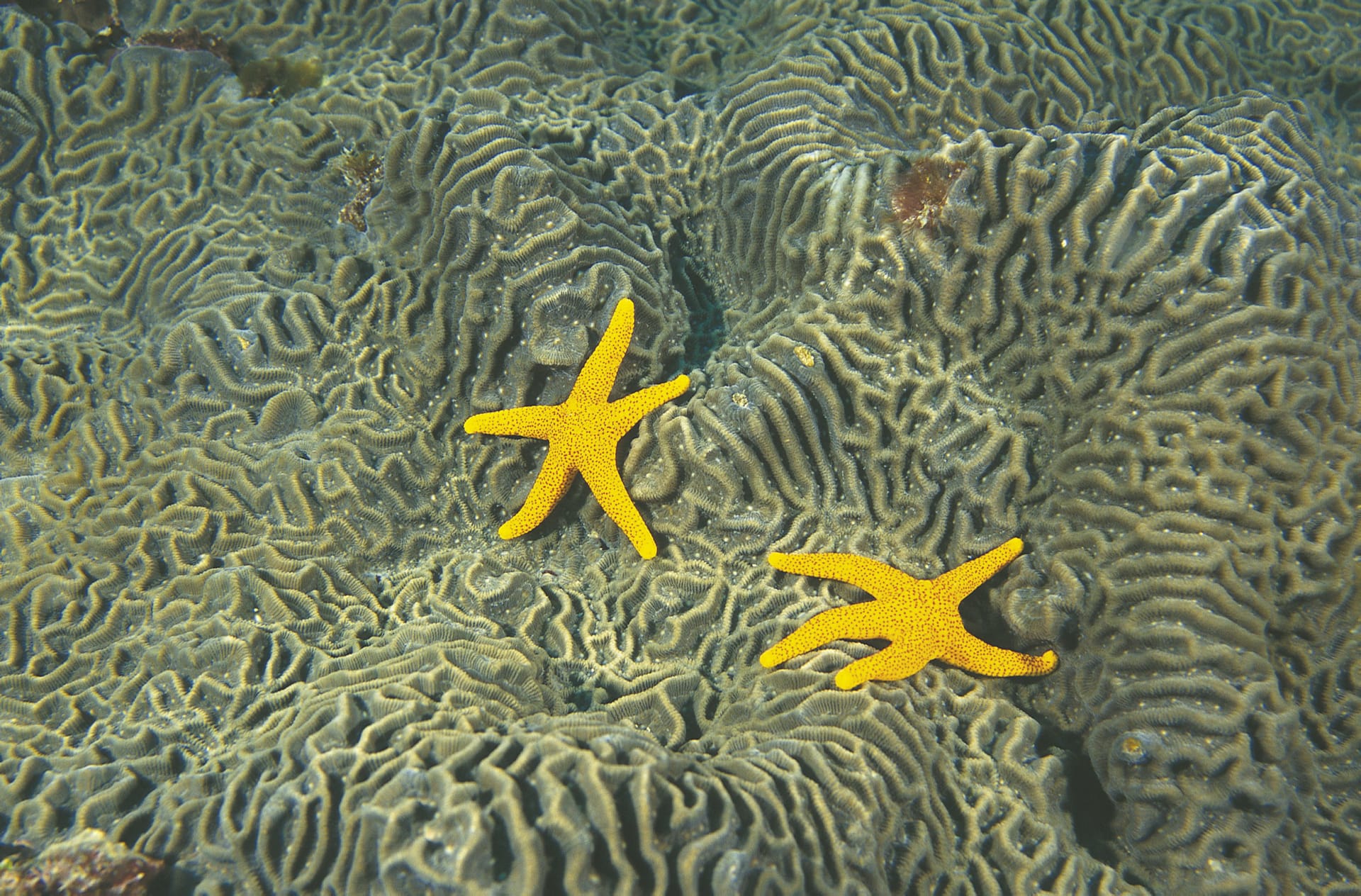 AUS_WA_073_20091127_IVB