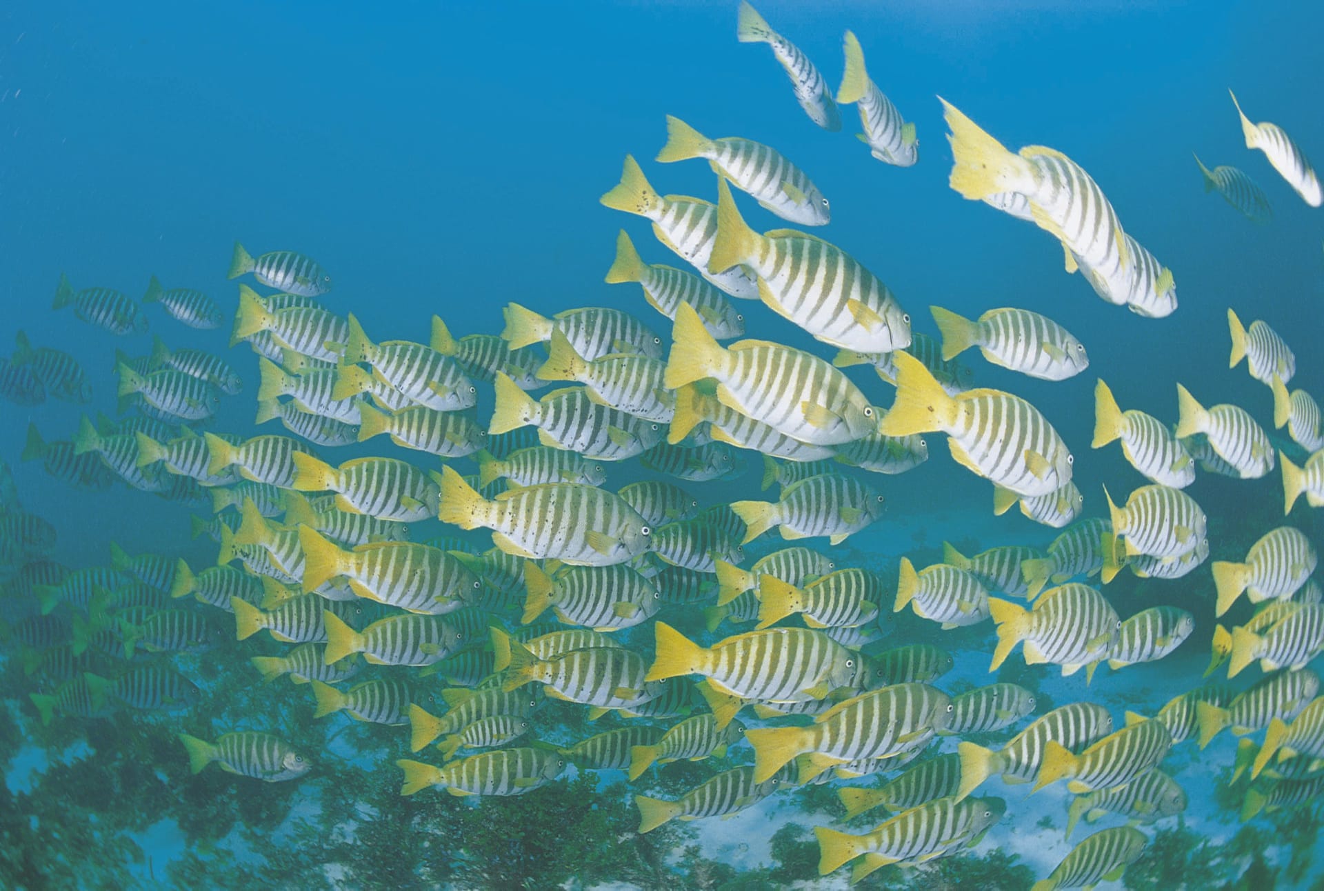 AUS_WA_077_20091127_IVB