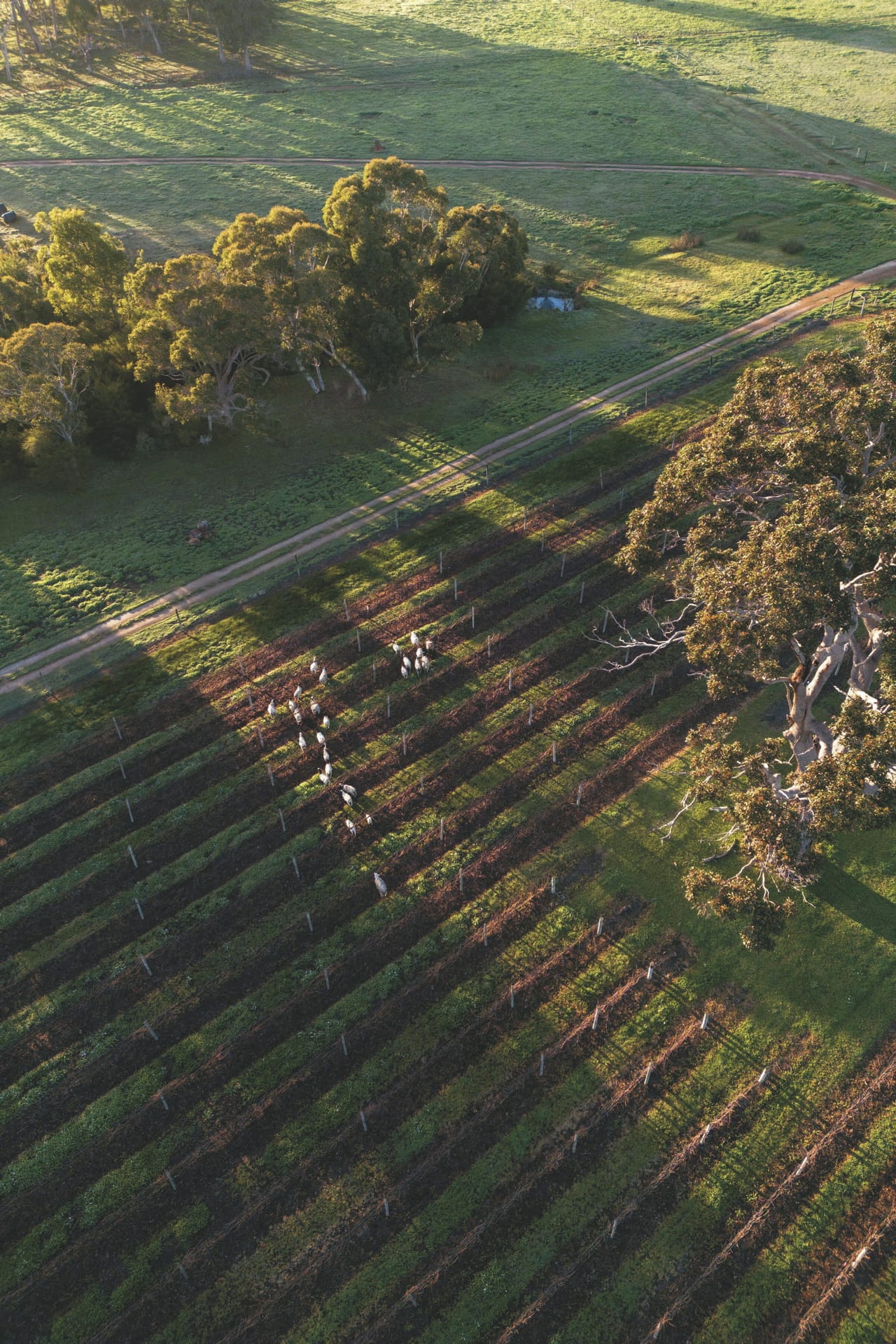 AUS_WA_20231016_BR_9