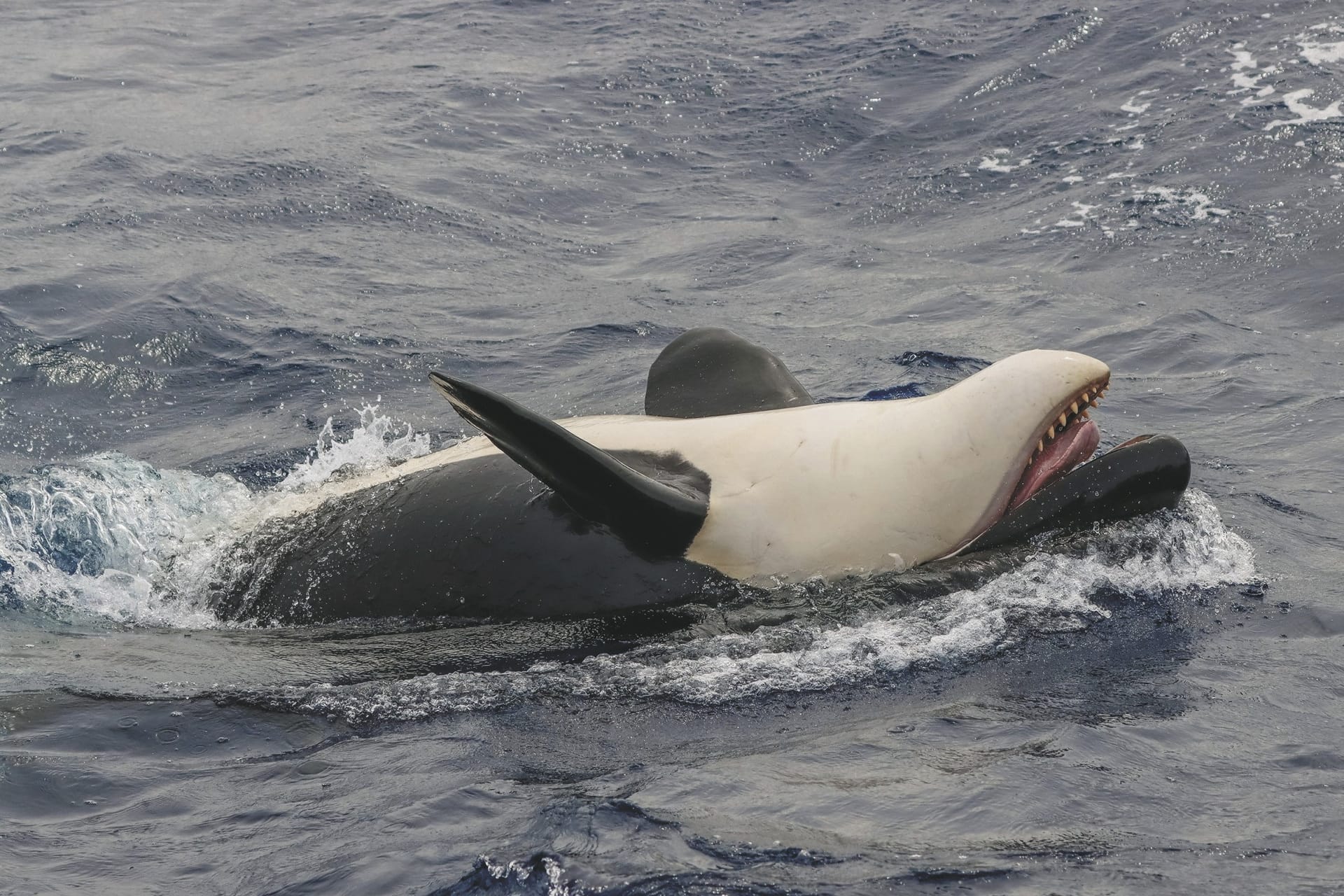 AUS_WA_20250424_IVB_11