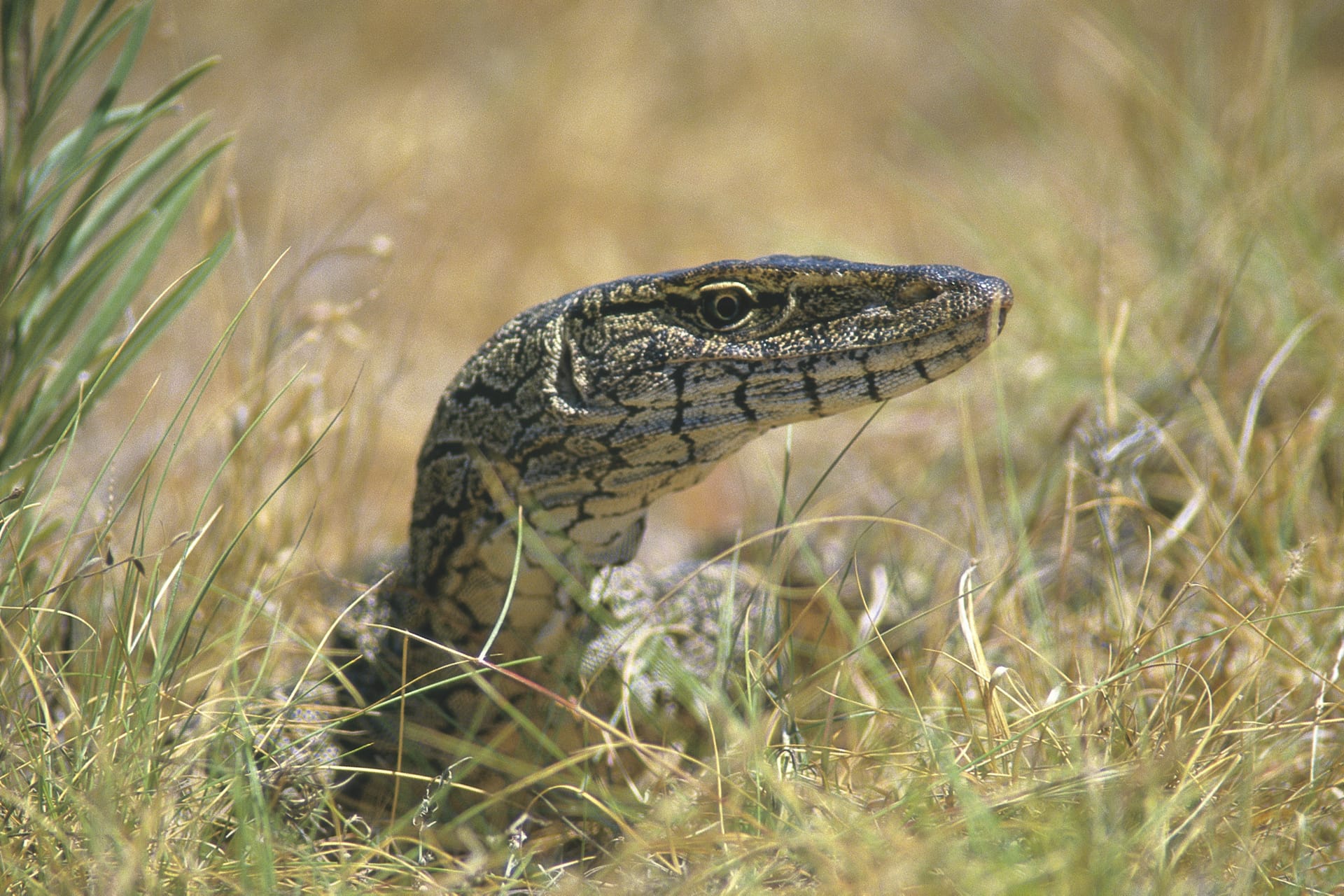 AUS_WA_907_20070927_IVB