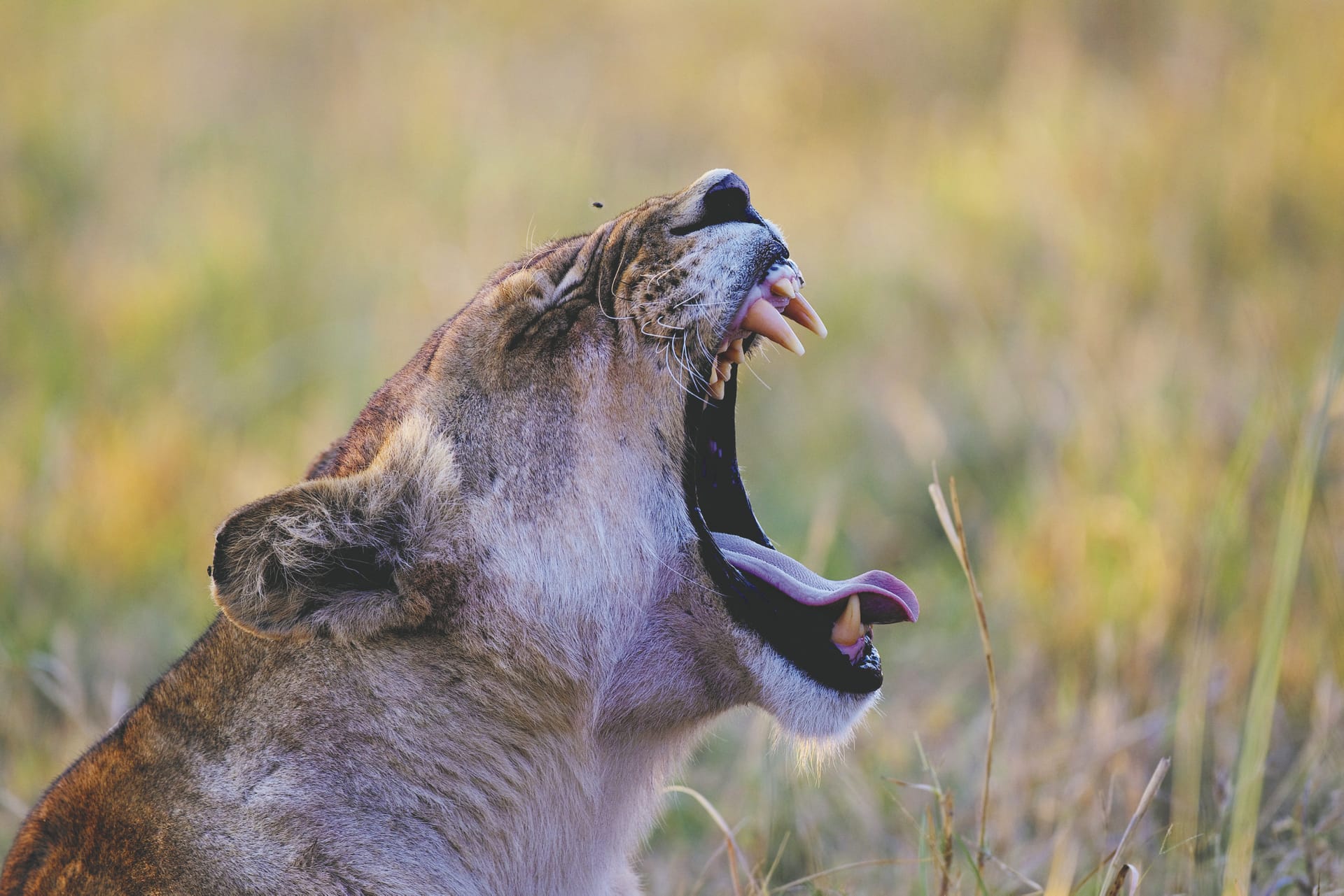 BOT_REG_003_20140904_PP