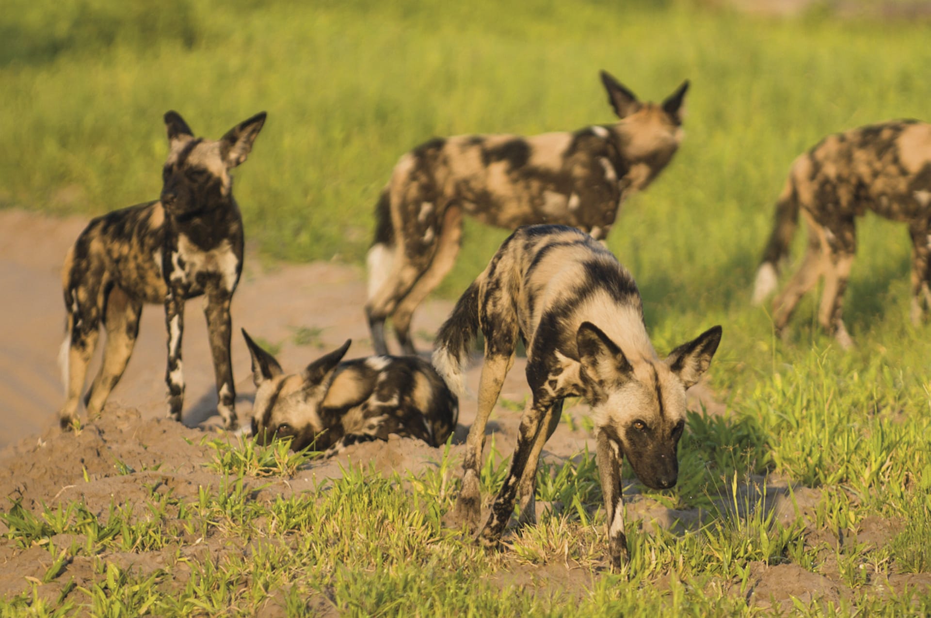 BOT_REG_258_20130710_ss