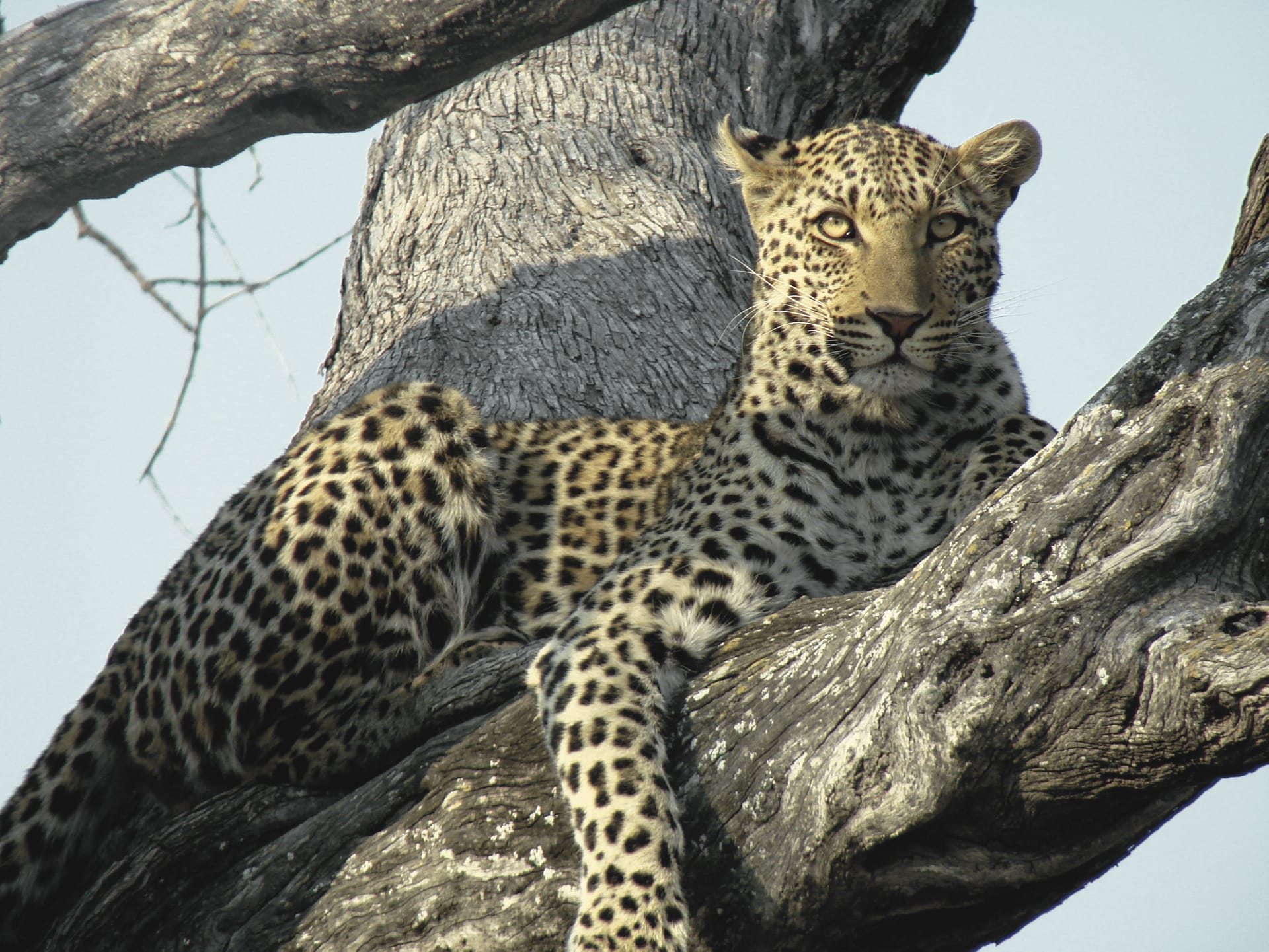 BOT_REG_325_20100825_SS