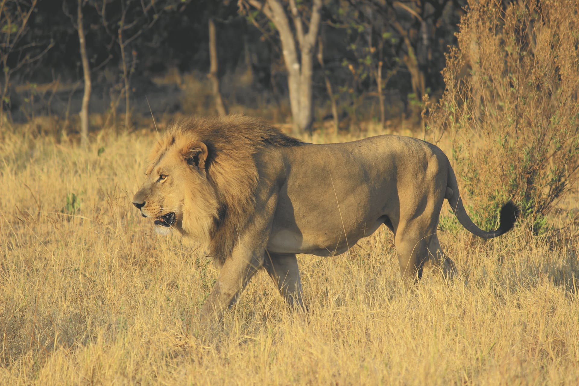 BOT_REG_393_20170816_PP