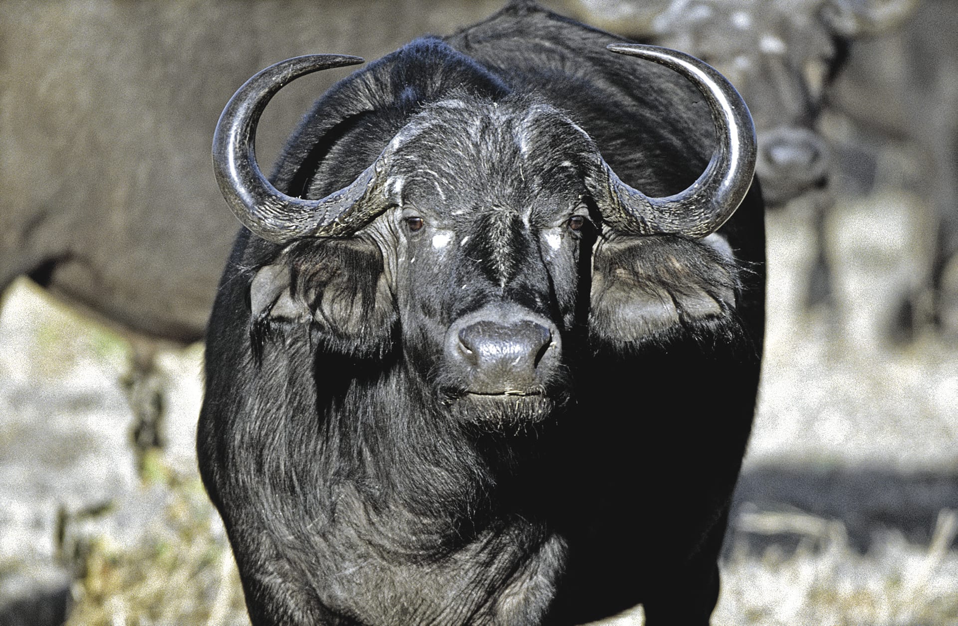 BOT_REG_858_20070629_BR