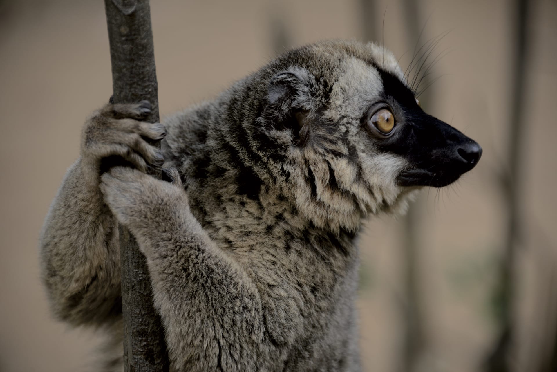 IOZ_MAD_003_20140709_DTT