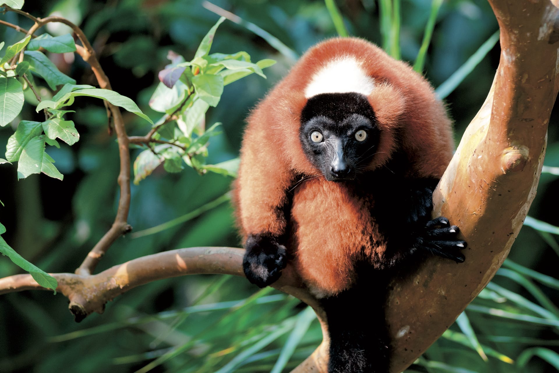 IOZ_MAD_010_20140715_DTT