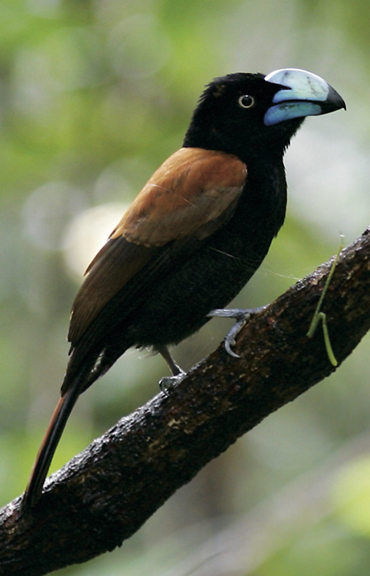 IOZ_MAD_1988_20090908_SS